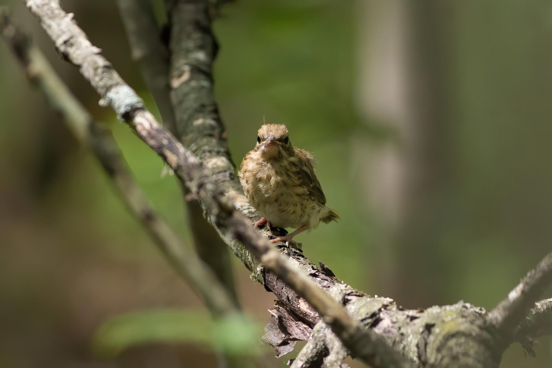 paruline-couronnee-ovenbird