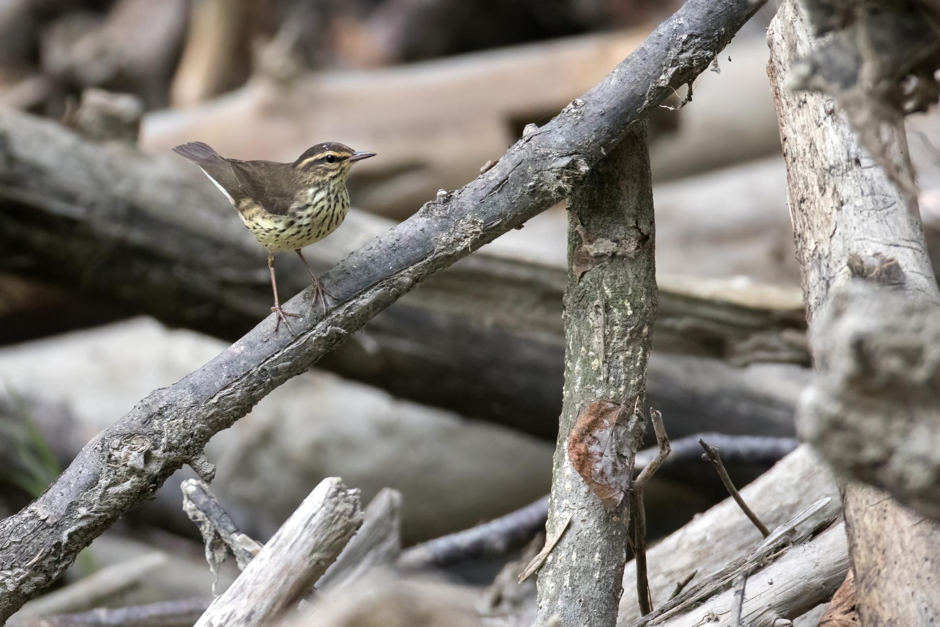 paruline-des-ruisseaux-Northern-waterthrush