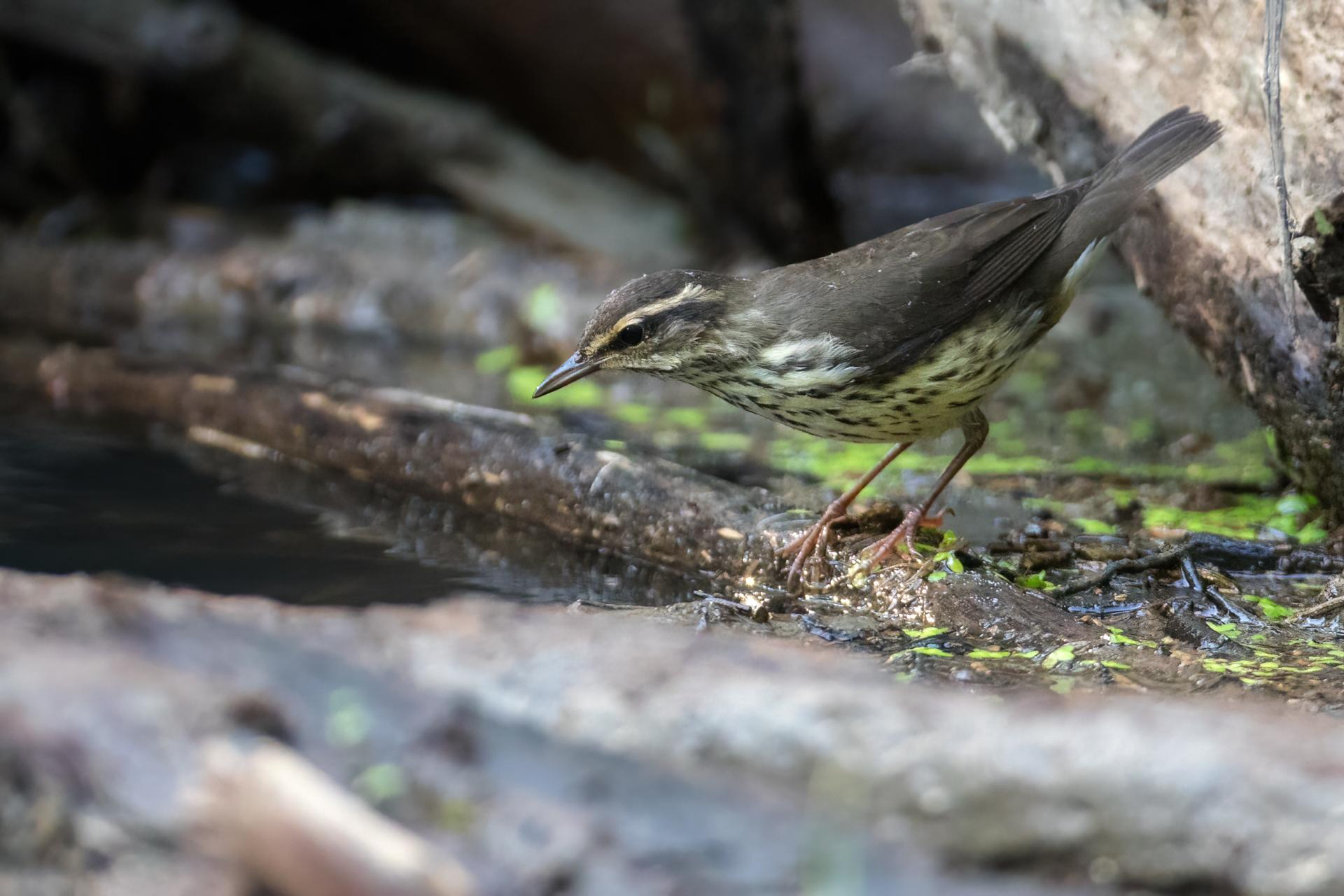 paruline-des-ruisseaux-Northern-waterthrush