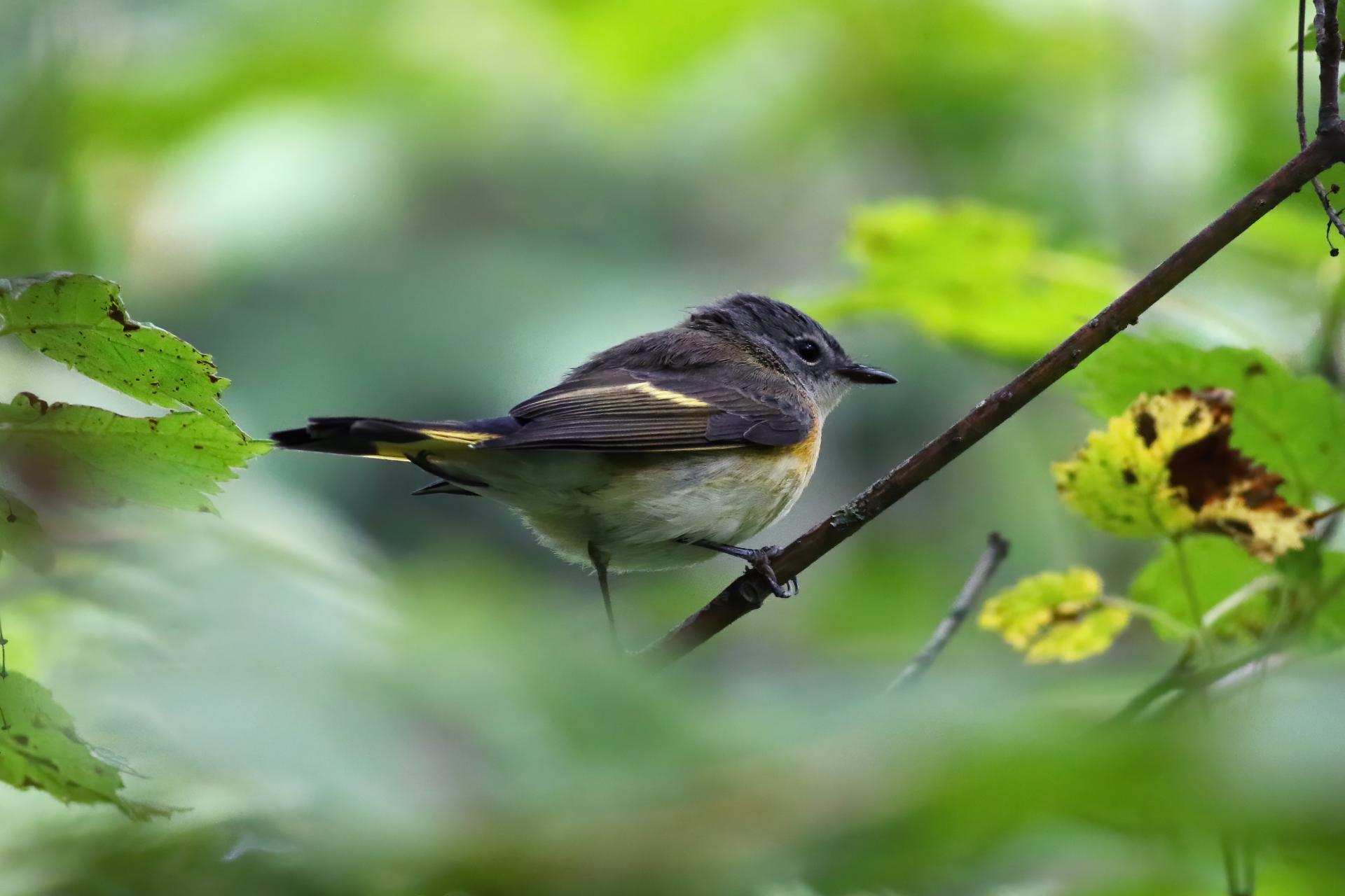 paruline-flamboyante-american-redstart