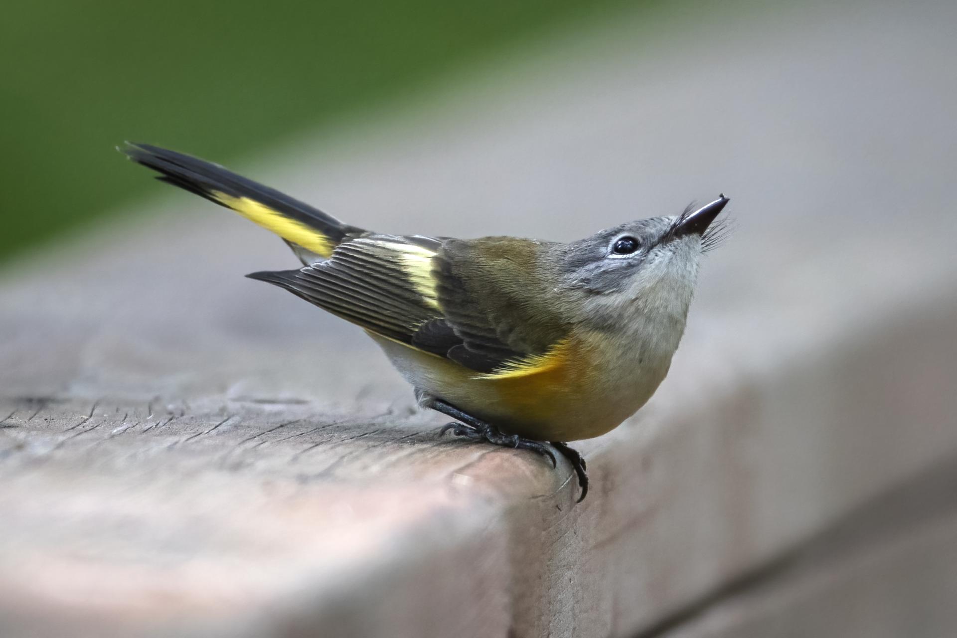 paruline-flamboyante-american-redstart