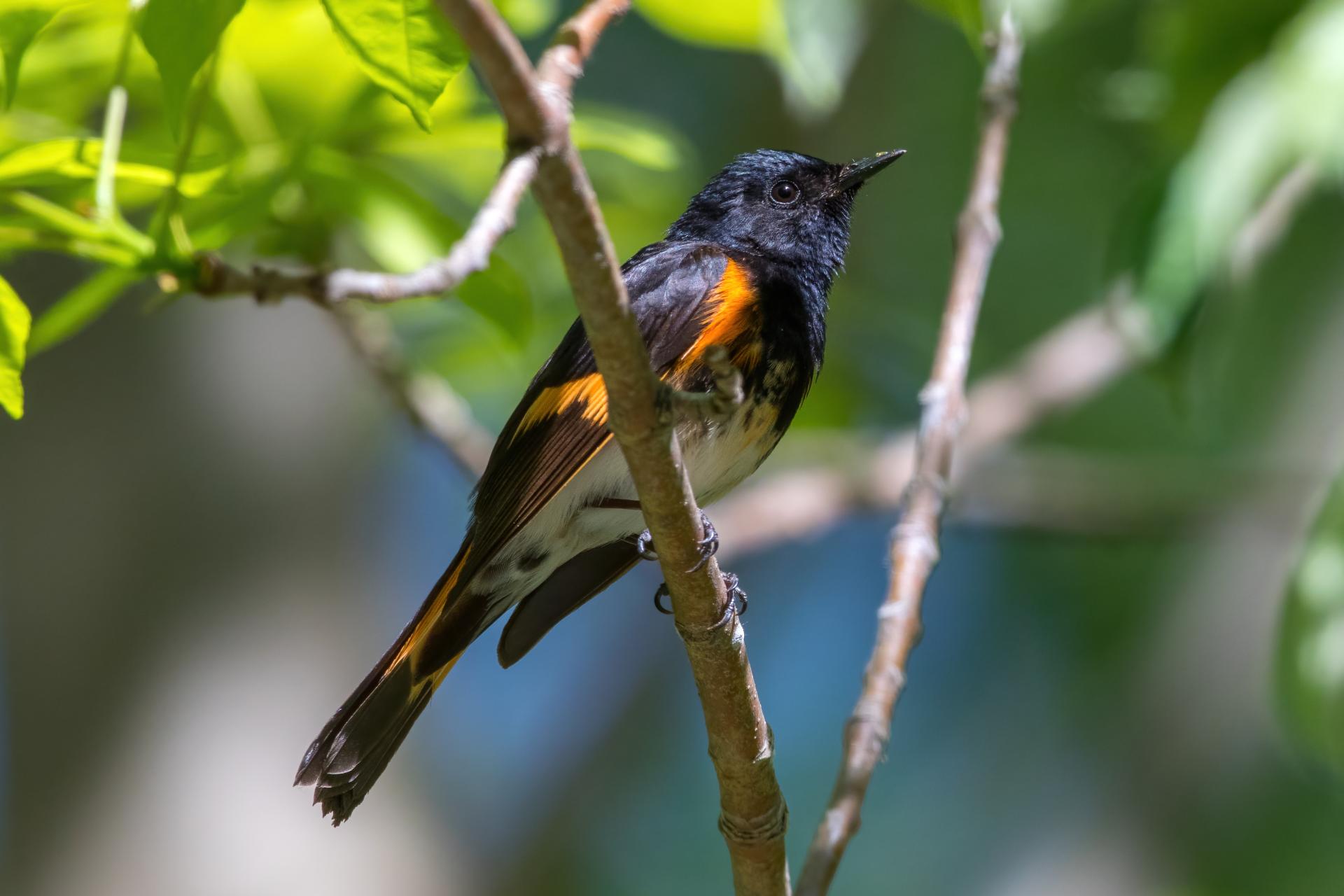 paruline-flamboyante-american-redstart