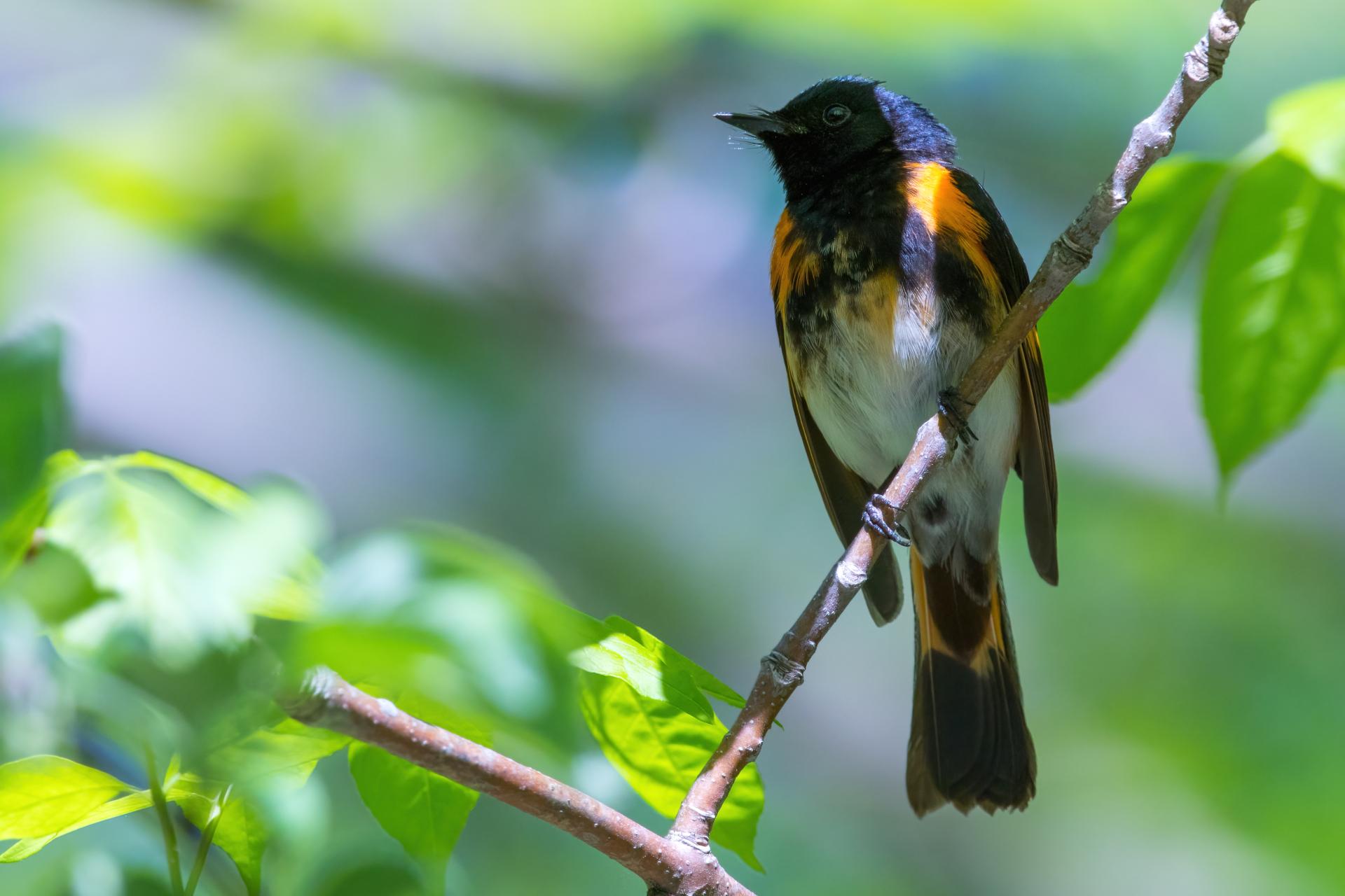paruline-flamboyante-american-redstart