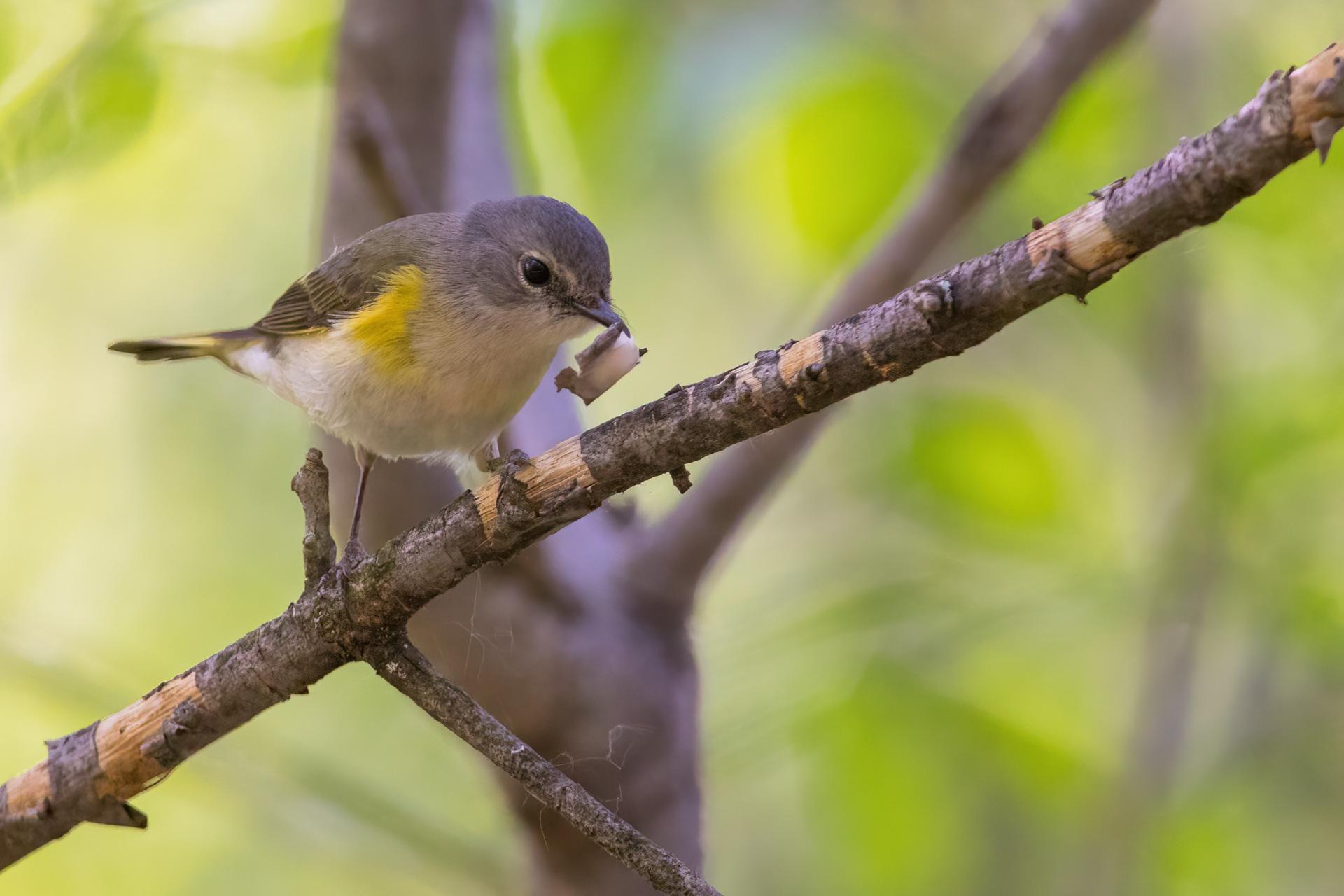 paruline-flamboyante-american-redstart