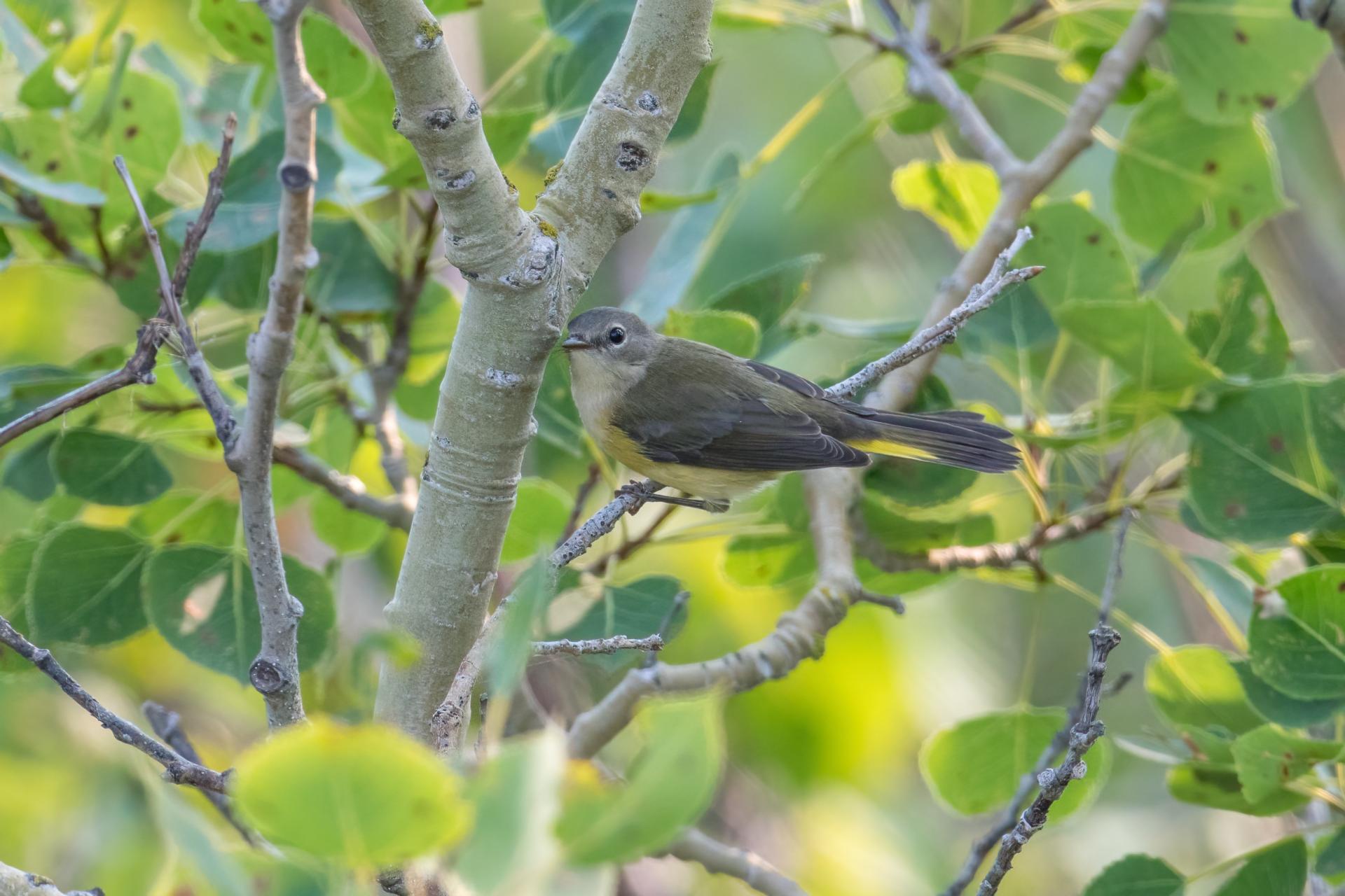 paruline-flamboyante-american-redstart
