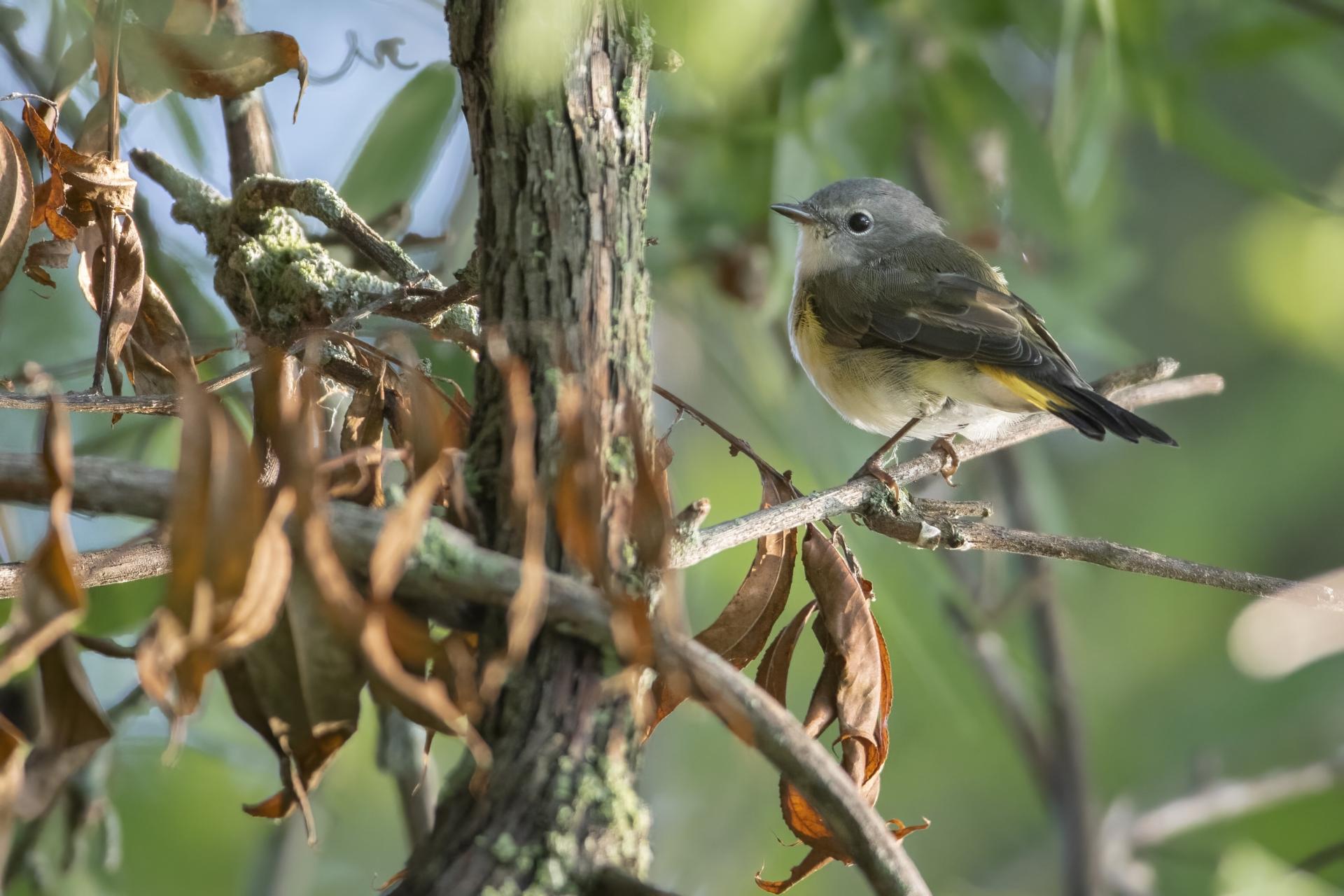 paruline-flamboyante-american-redstart