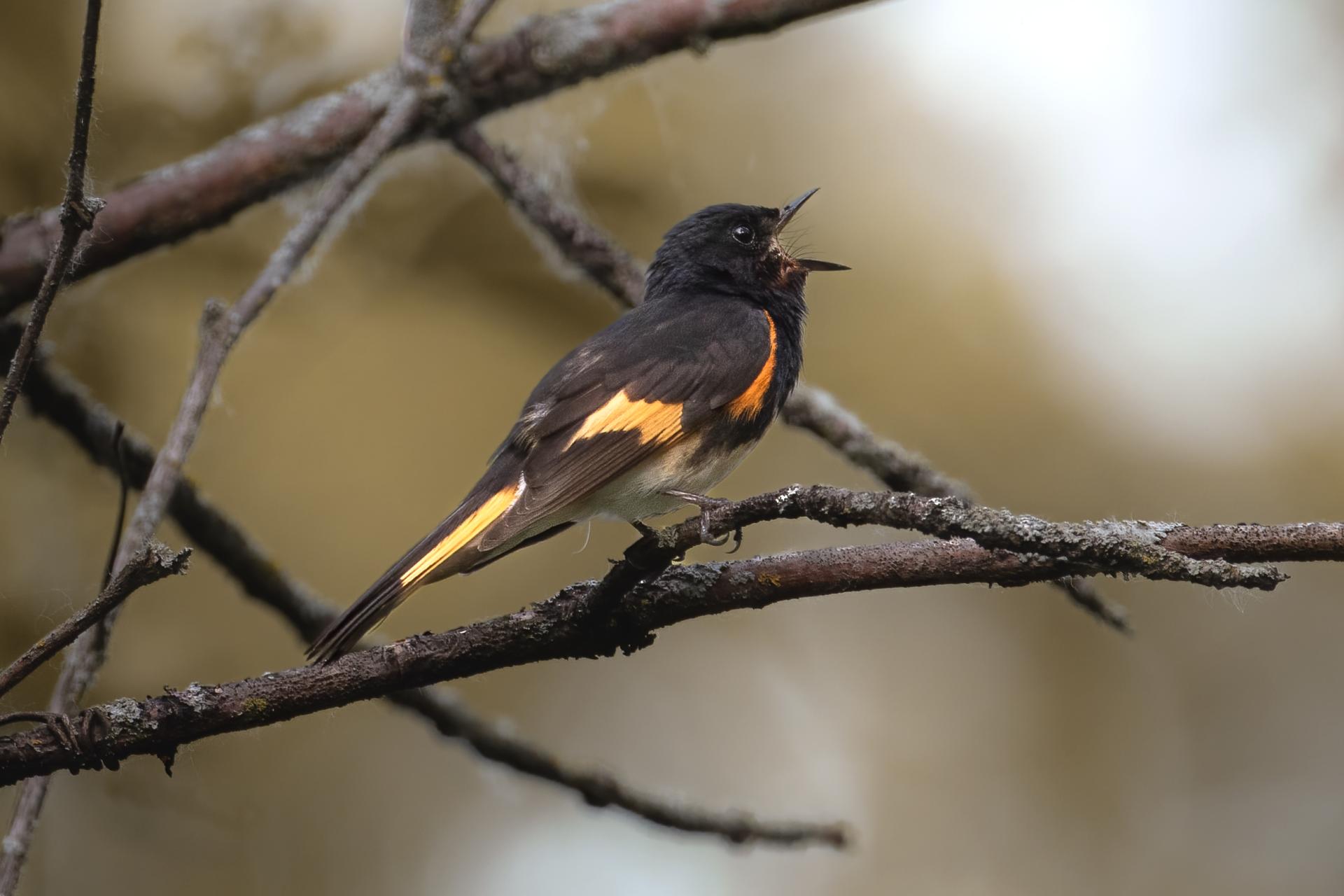 paruline-flamboyante-american-redstart