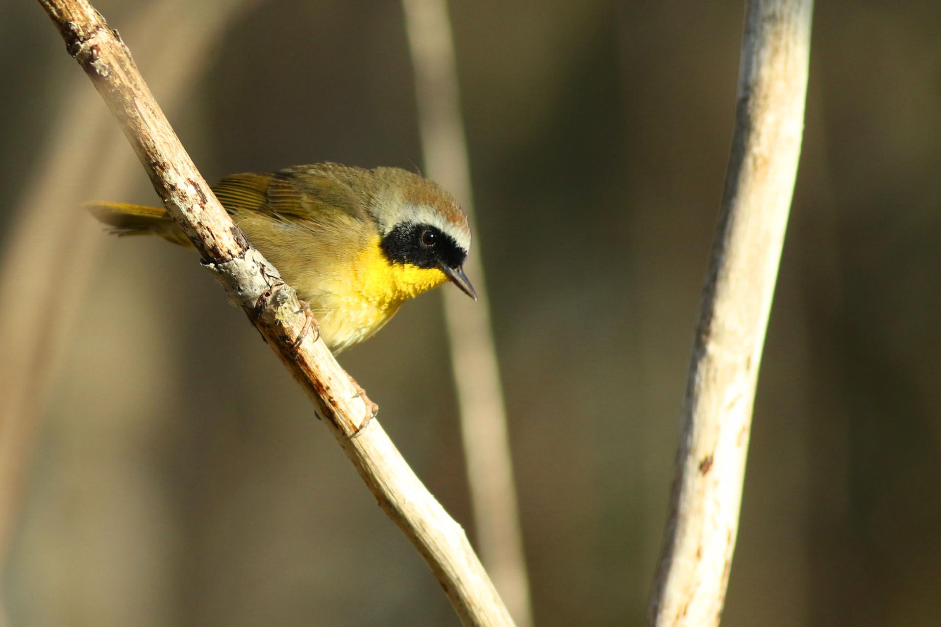 paruline-masquee-common-yellowthroat