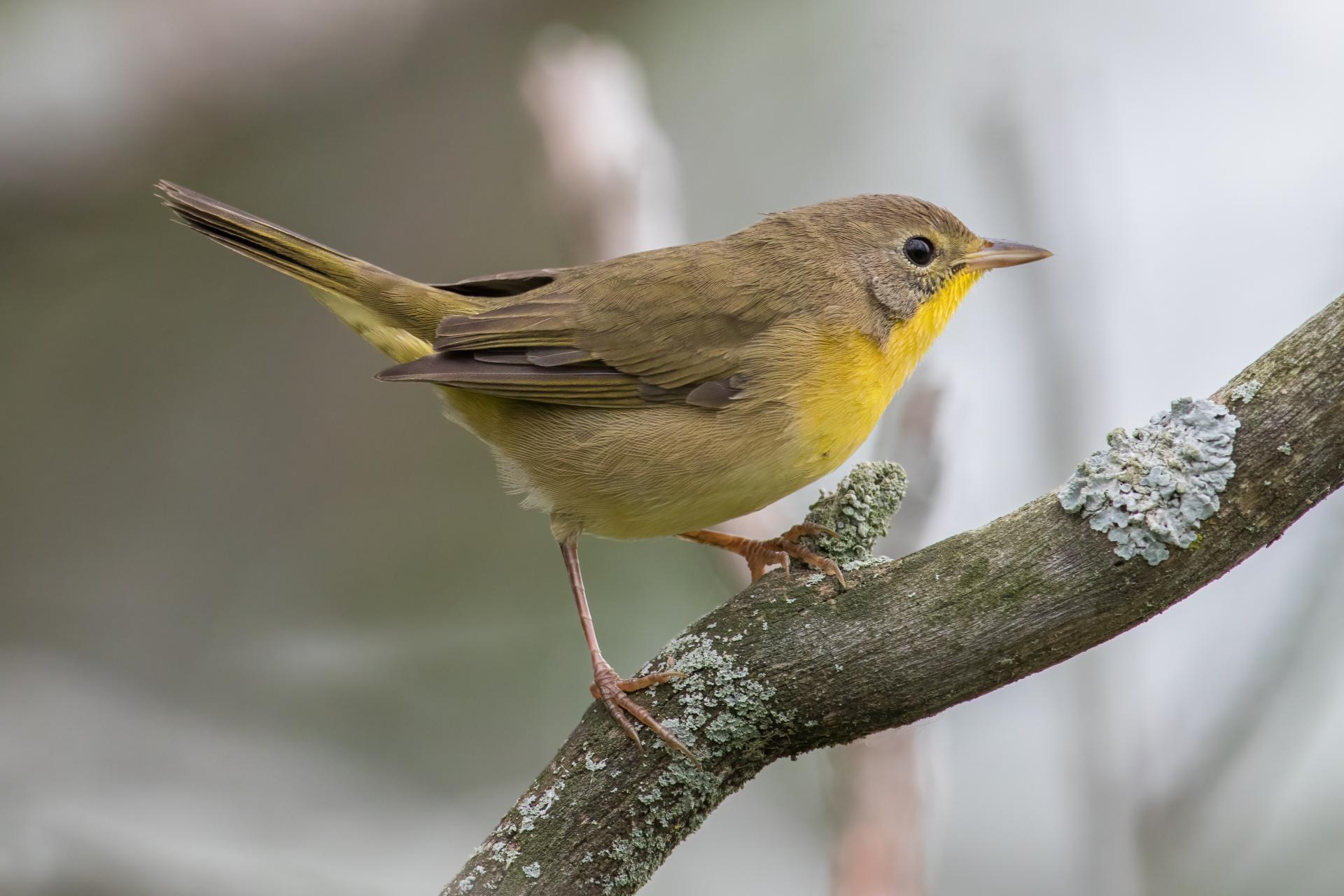 paruline-masquee-common-yellowthroat