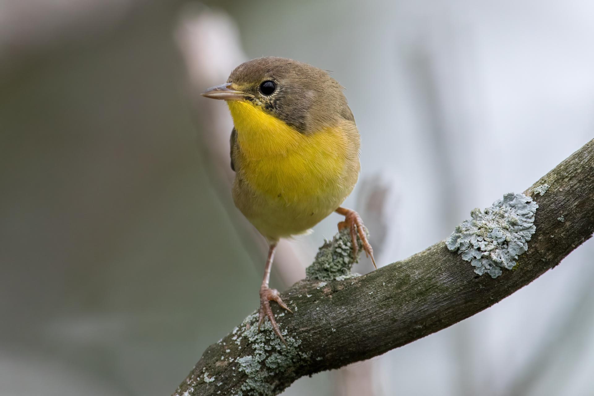 paruline-masquee-common-yellowthroat