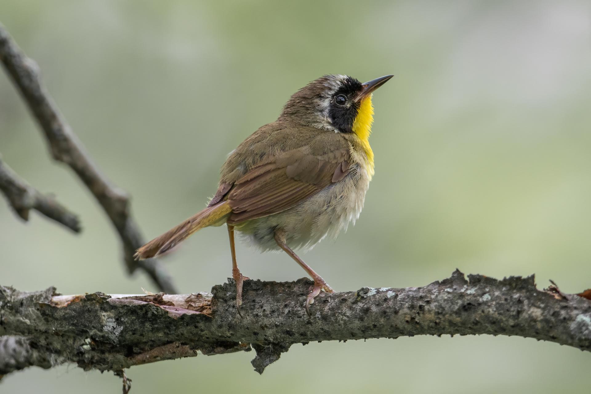 paruline-masquee-common-yellowthroat