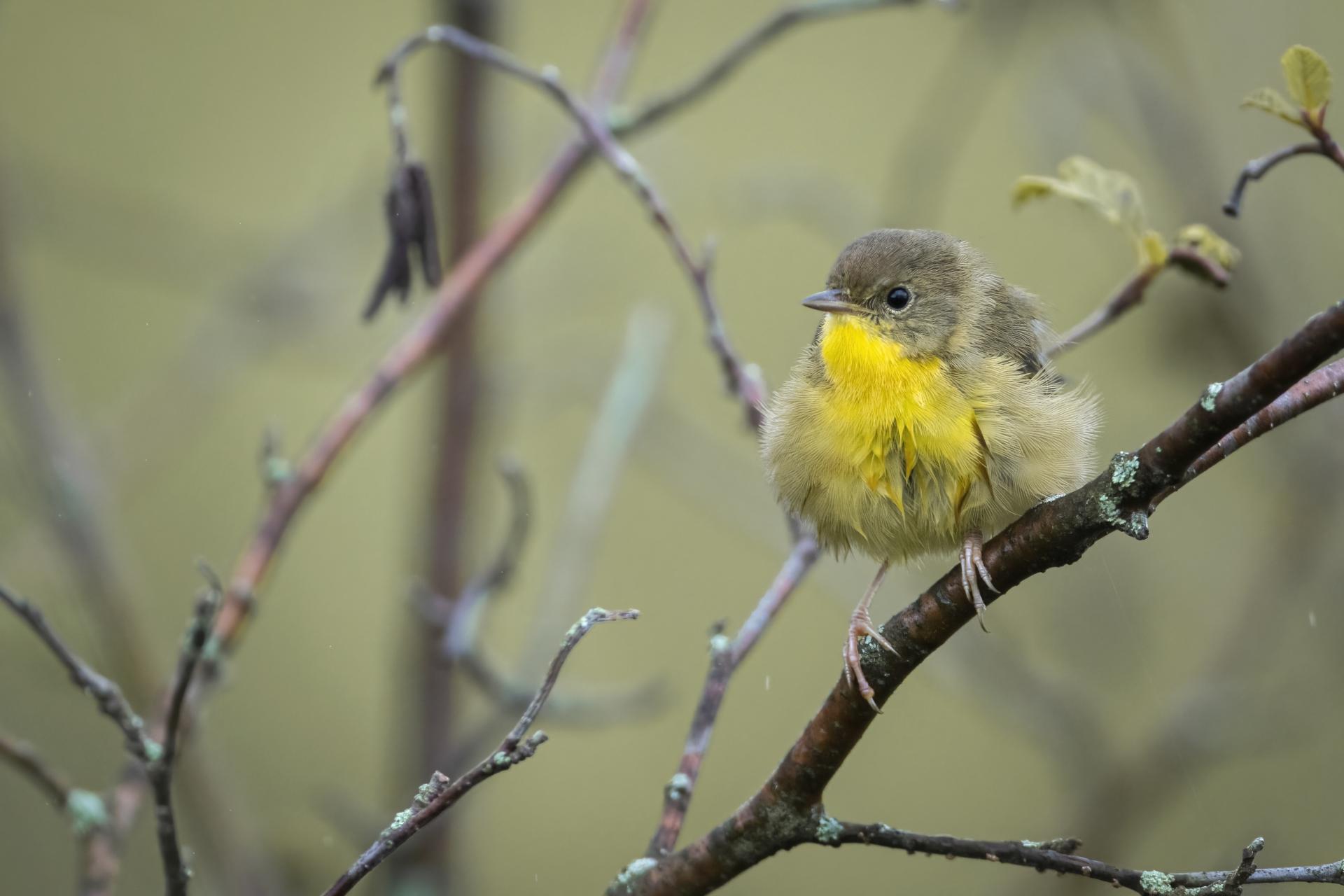 paruline-masquee-common-yellowthroat