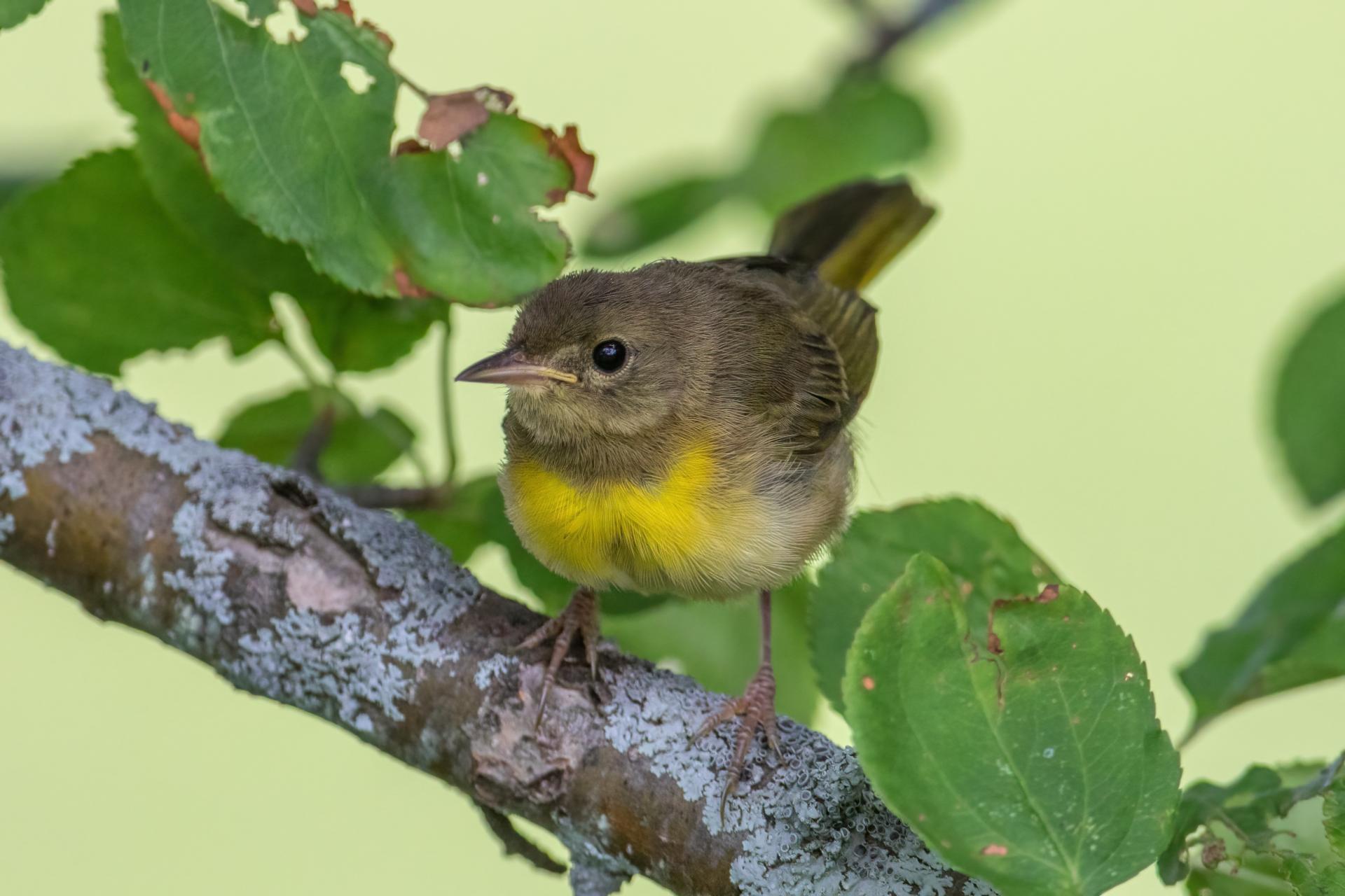 paruline-masquee-common-yellowthroat