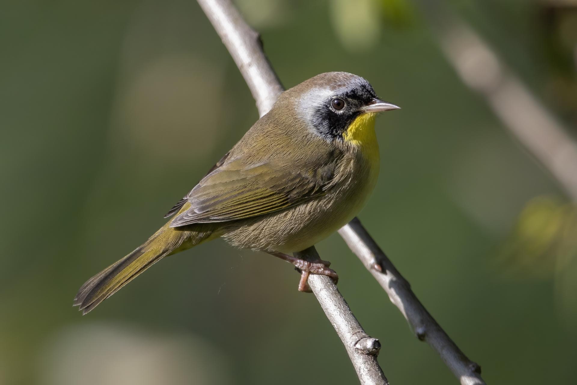 paruline-masquee-common-yellowthroat