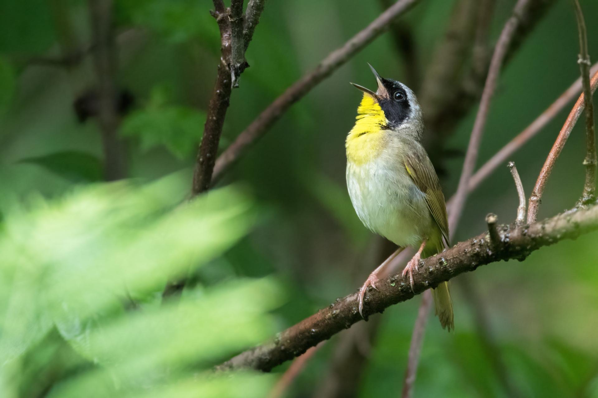 paruline-masquee-common-yellowthroat