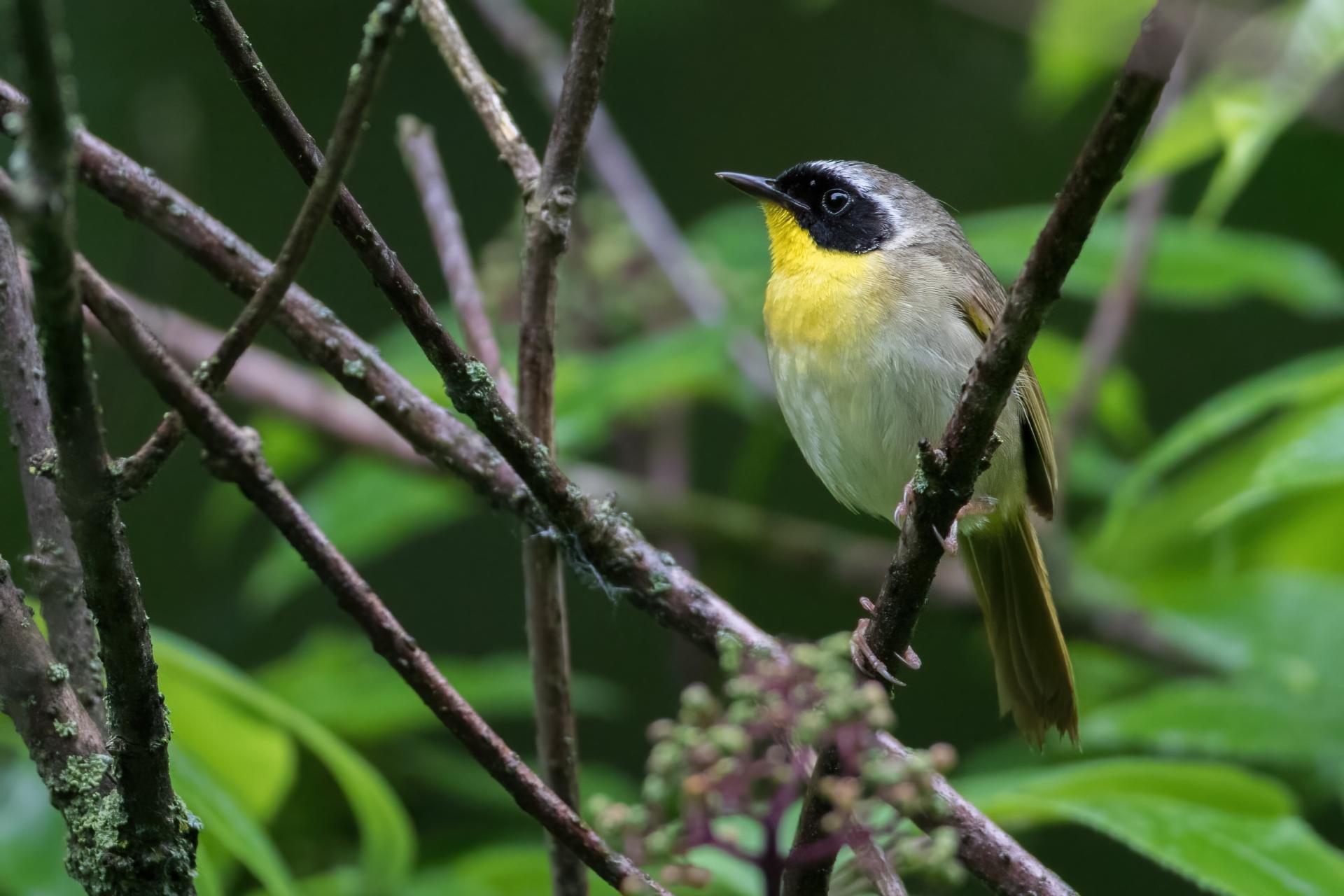 paruline-masquee-common-yellowthroat