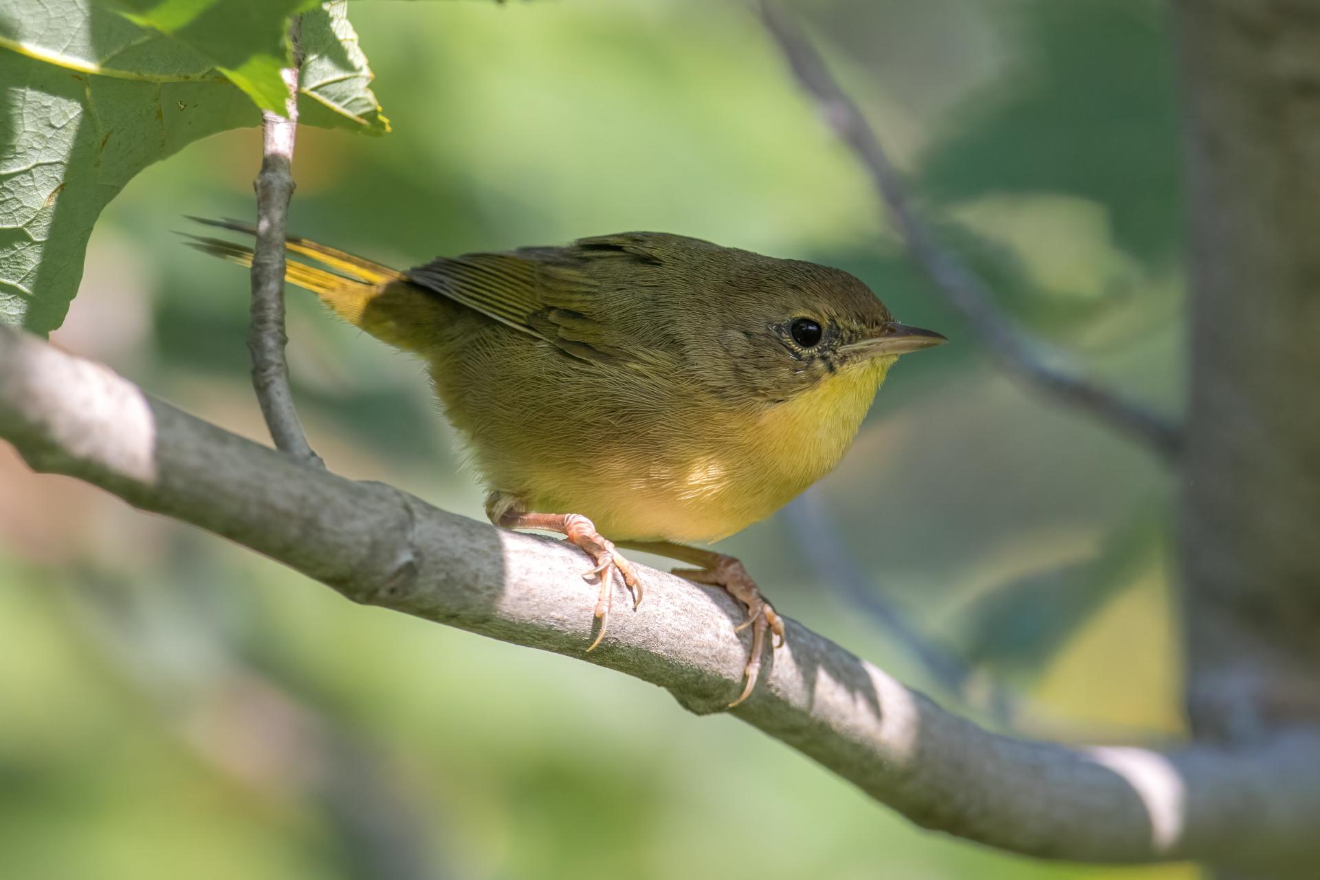 paruline-masquee-common-yellowthroat