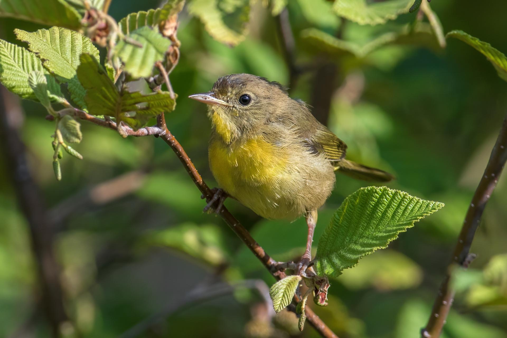 paruline-masquee-common-yellowthroat