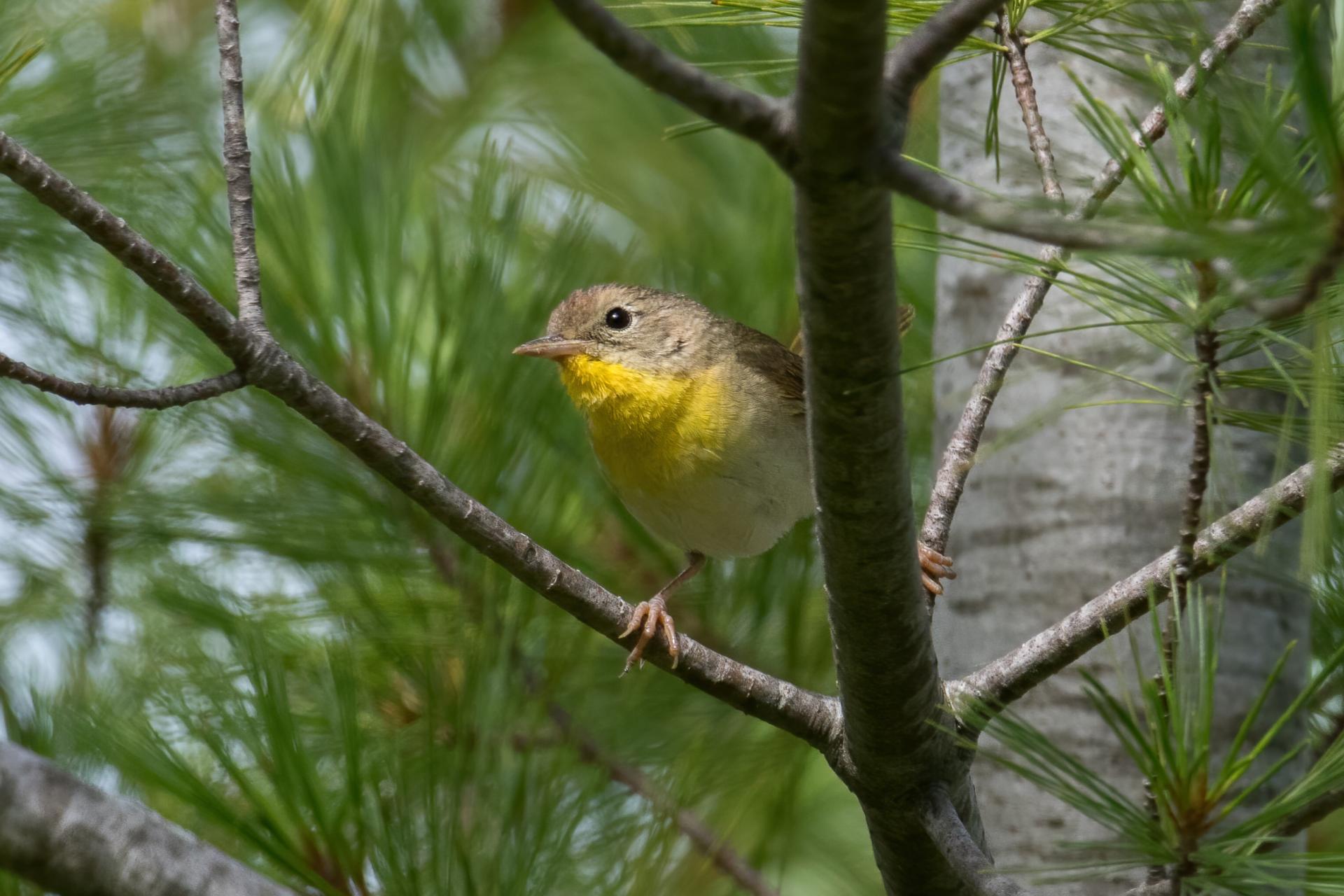paruline-masquee-common-yellowthroat