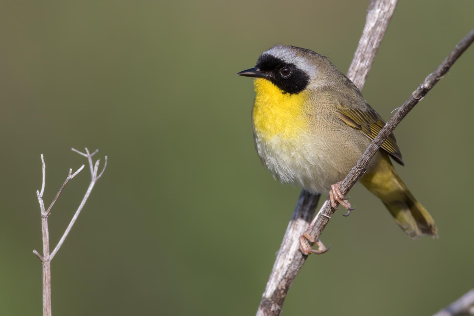 paruline-masquee-common-yellowthroat