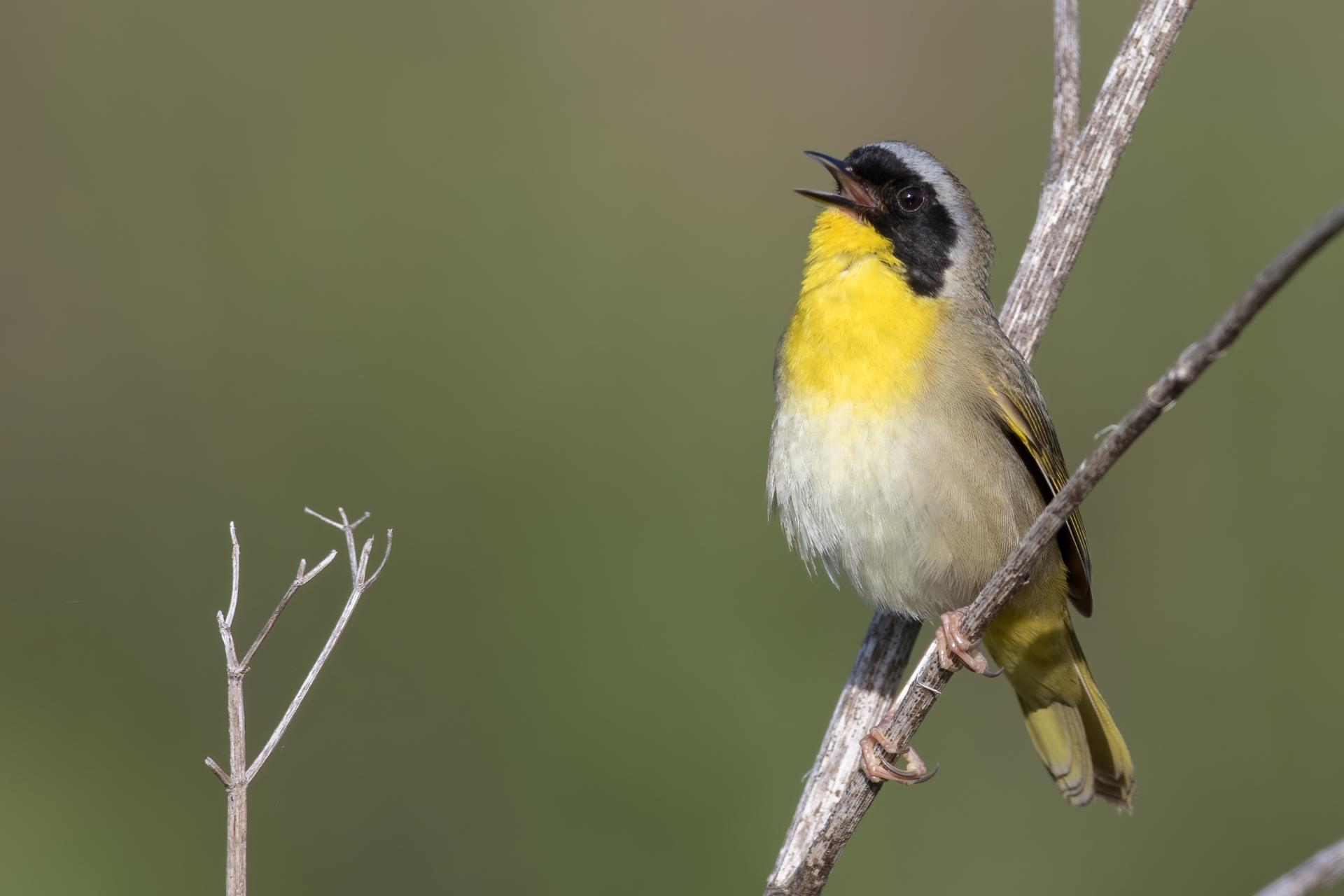 paruline-masquee-common-yellowthroat