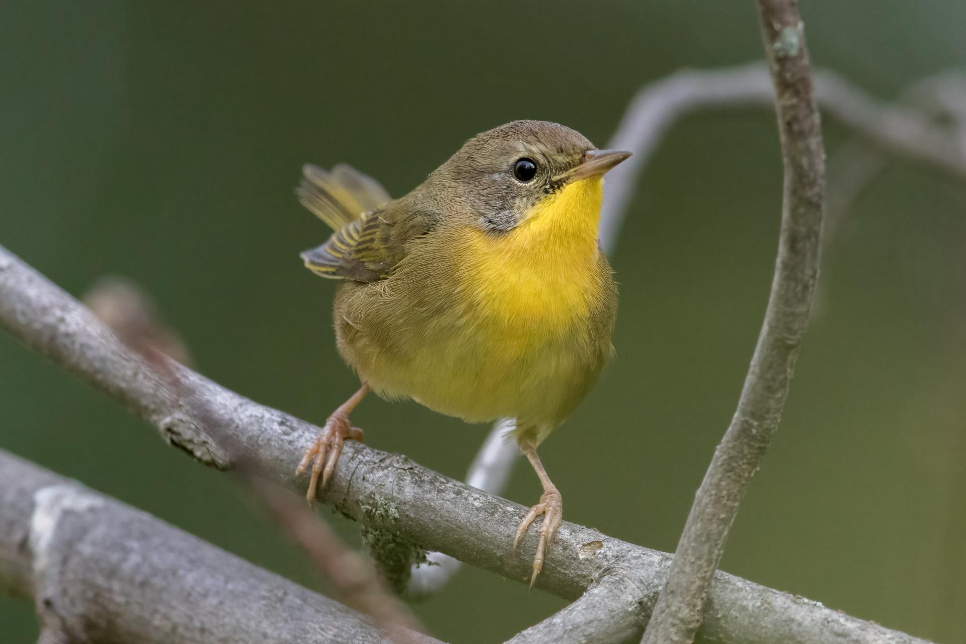 paruline-masquee-common-yellowthroat