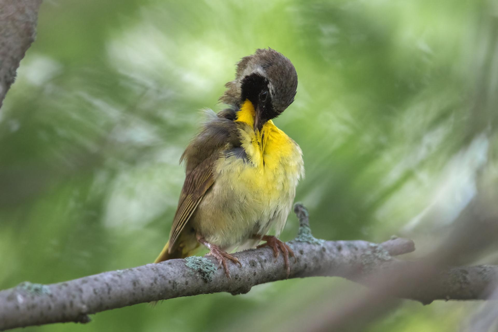 paruline-masquee-common-yellowthroat