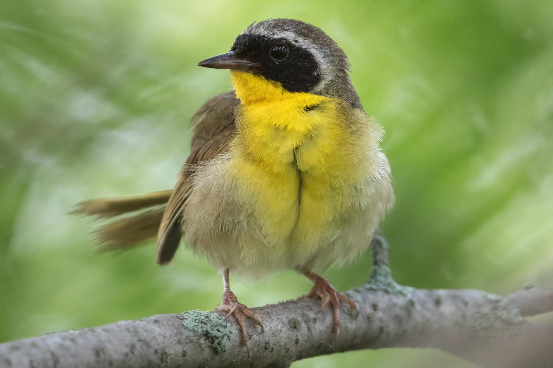 paruline-masquee-common-yellowthroat