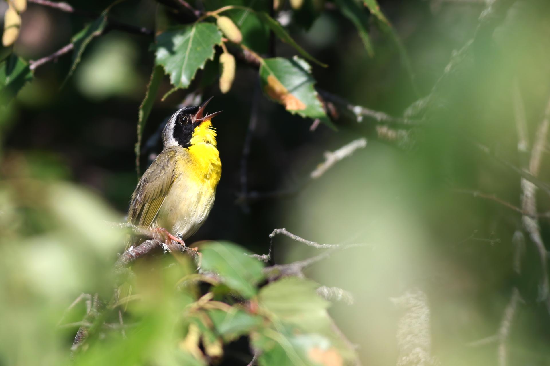paruline-masquee-common-yellowthroat