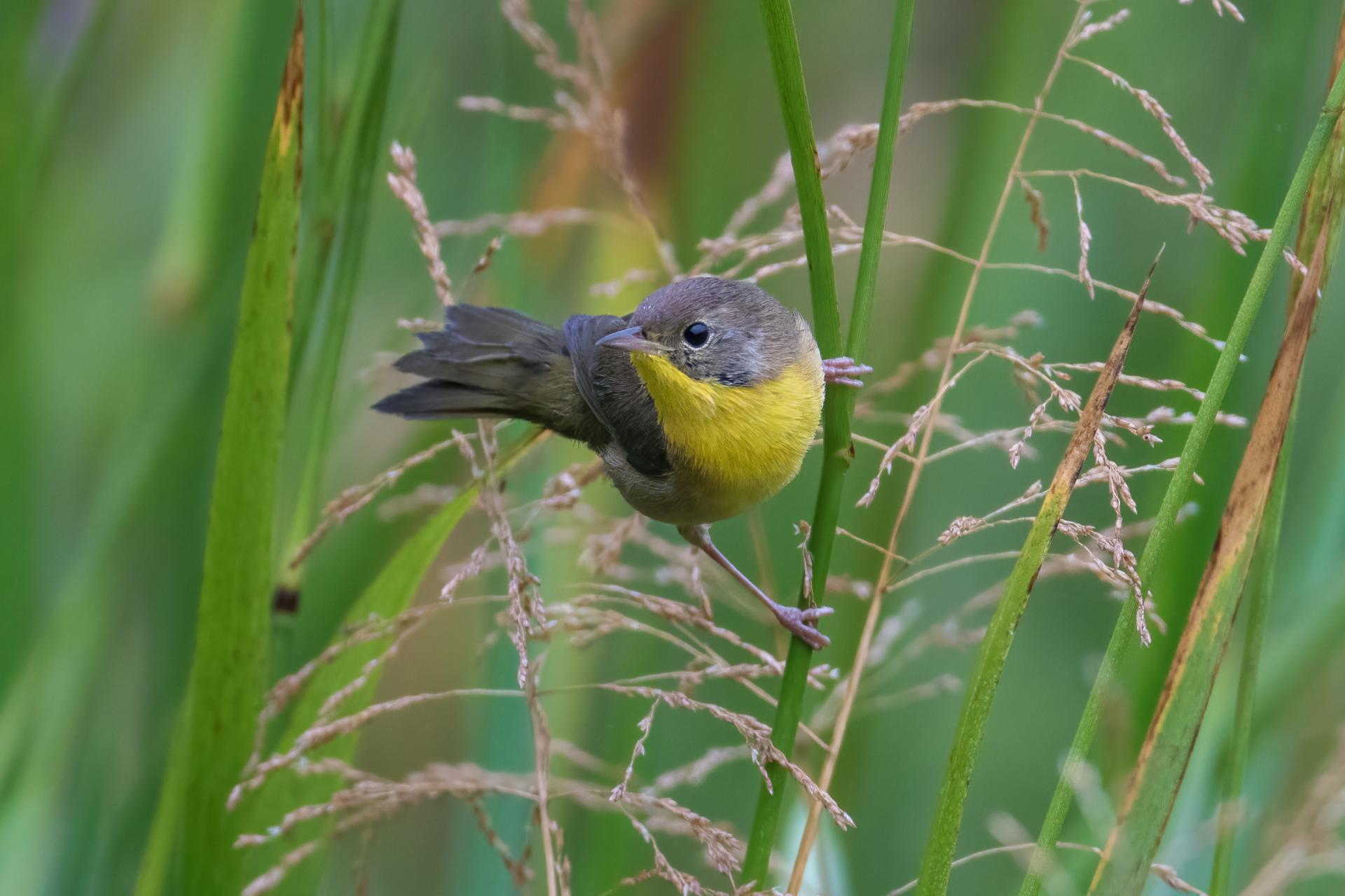 paruline-masquee-common-yellowthroat