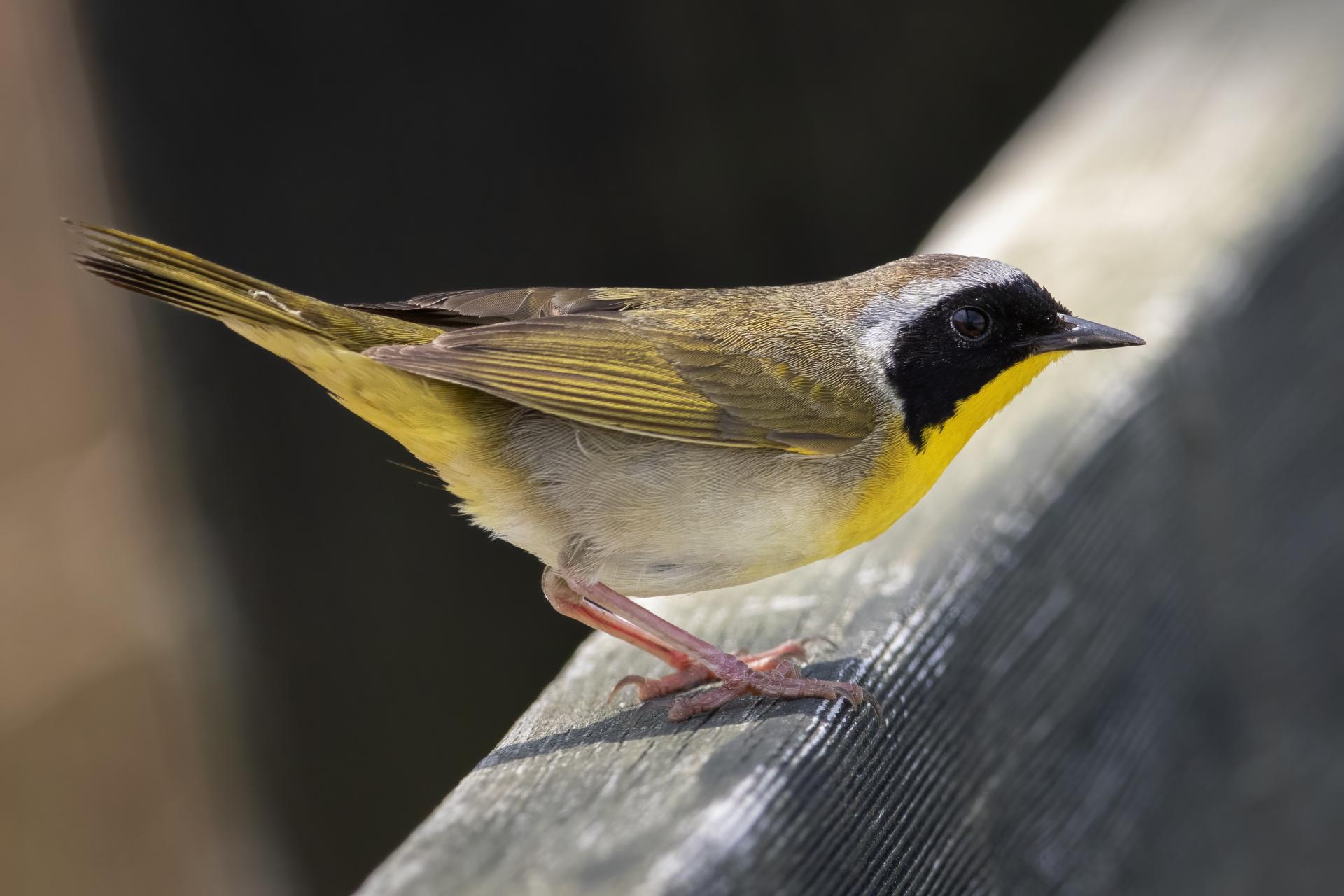 paruline-masquee-common-yellowthroat
