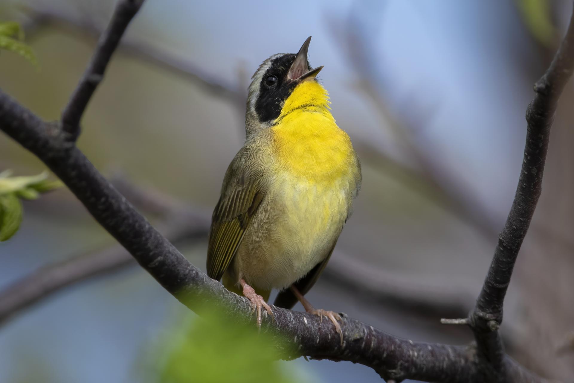 paruline-masquee-common-yellowthroat