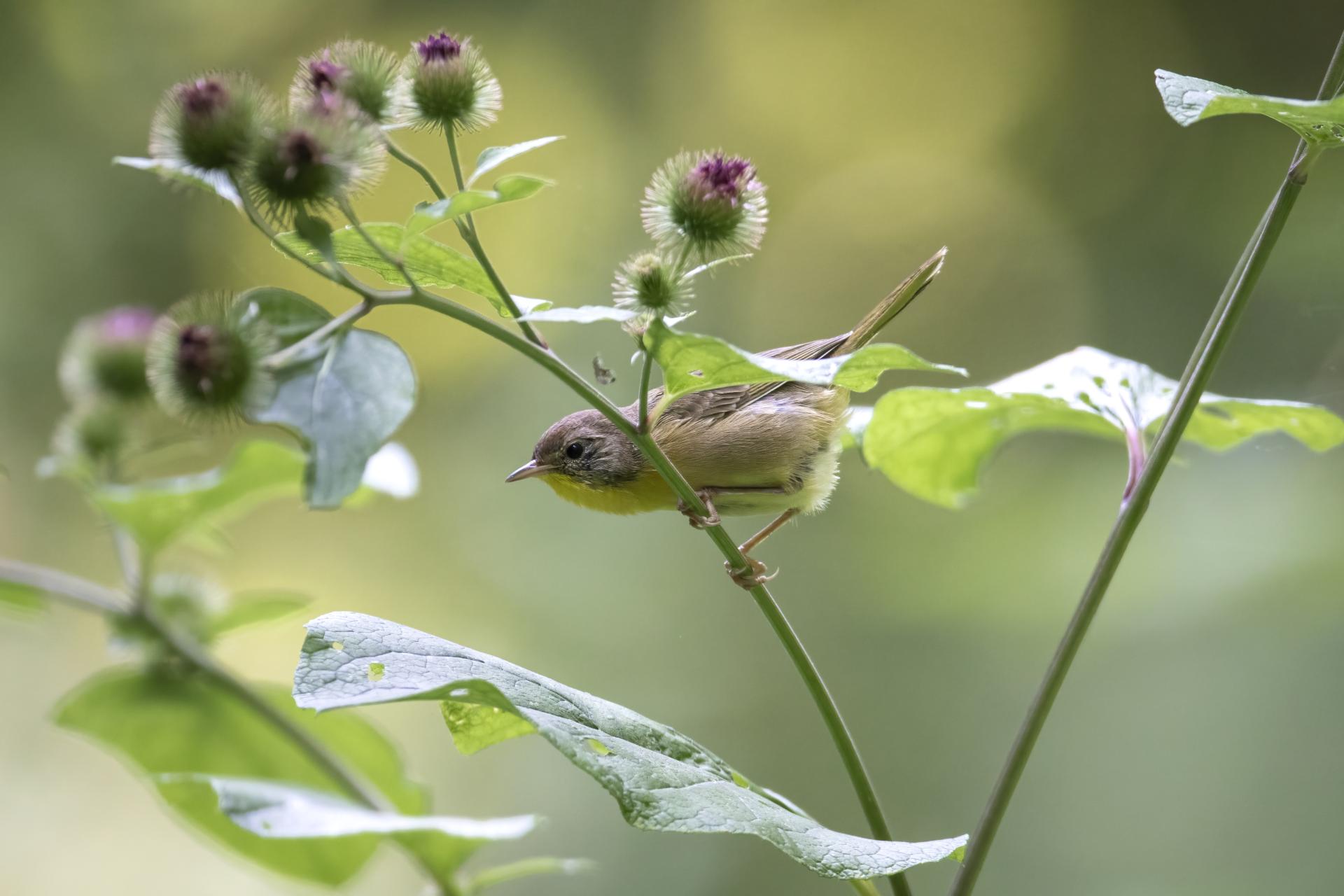 paruline-masquee-common-yellowthroat