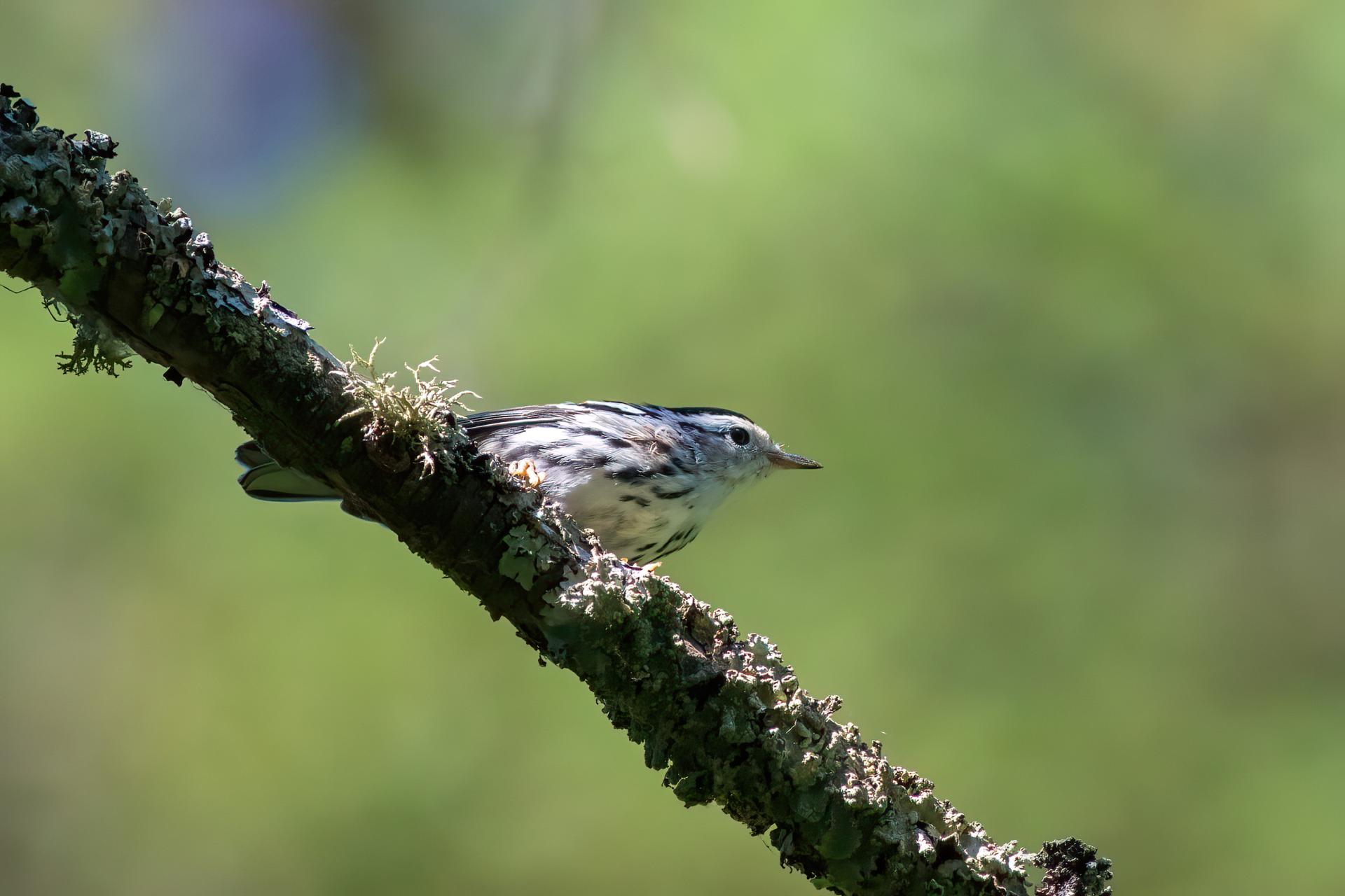 paruline-noir-et-blanc-black-and-white-warbler