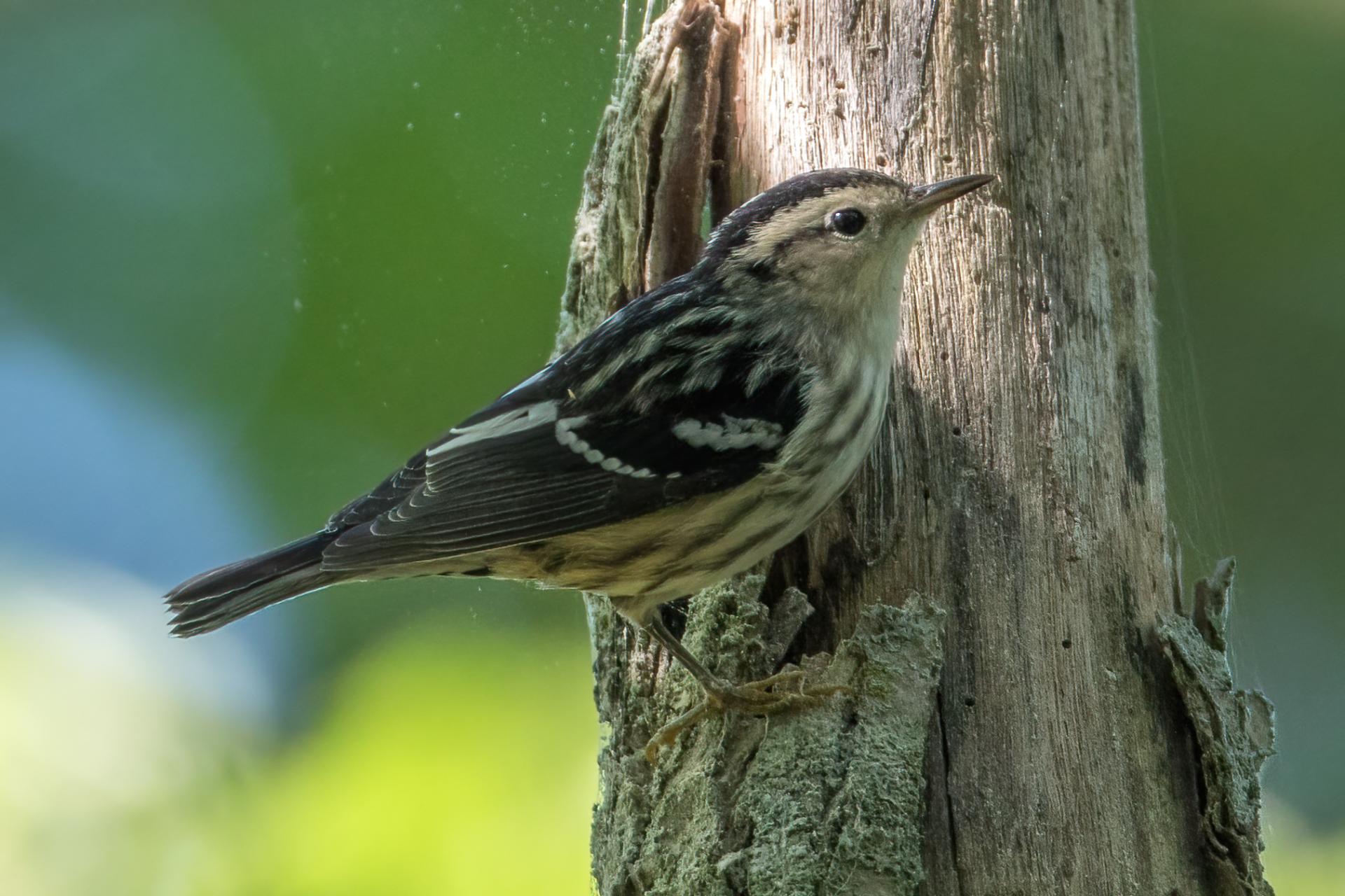 paruline-noir-et-blanc-black-and-white-warbler