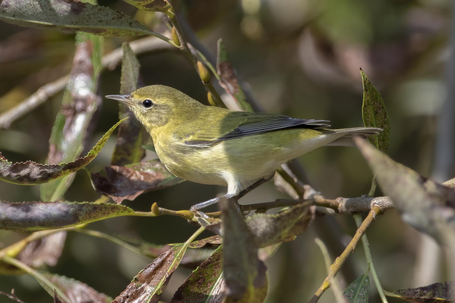 paruline-obscure-Tennessee-warbler
