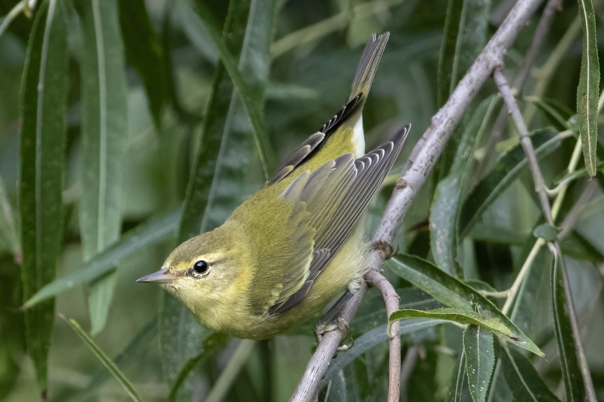 paruline-obscure-Tennessee-warbler