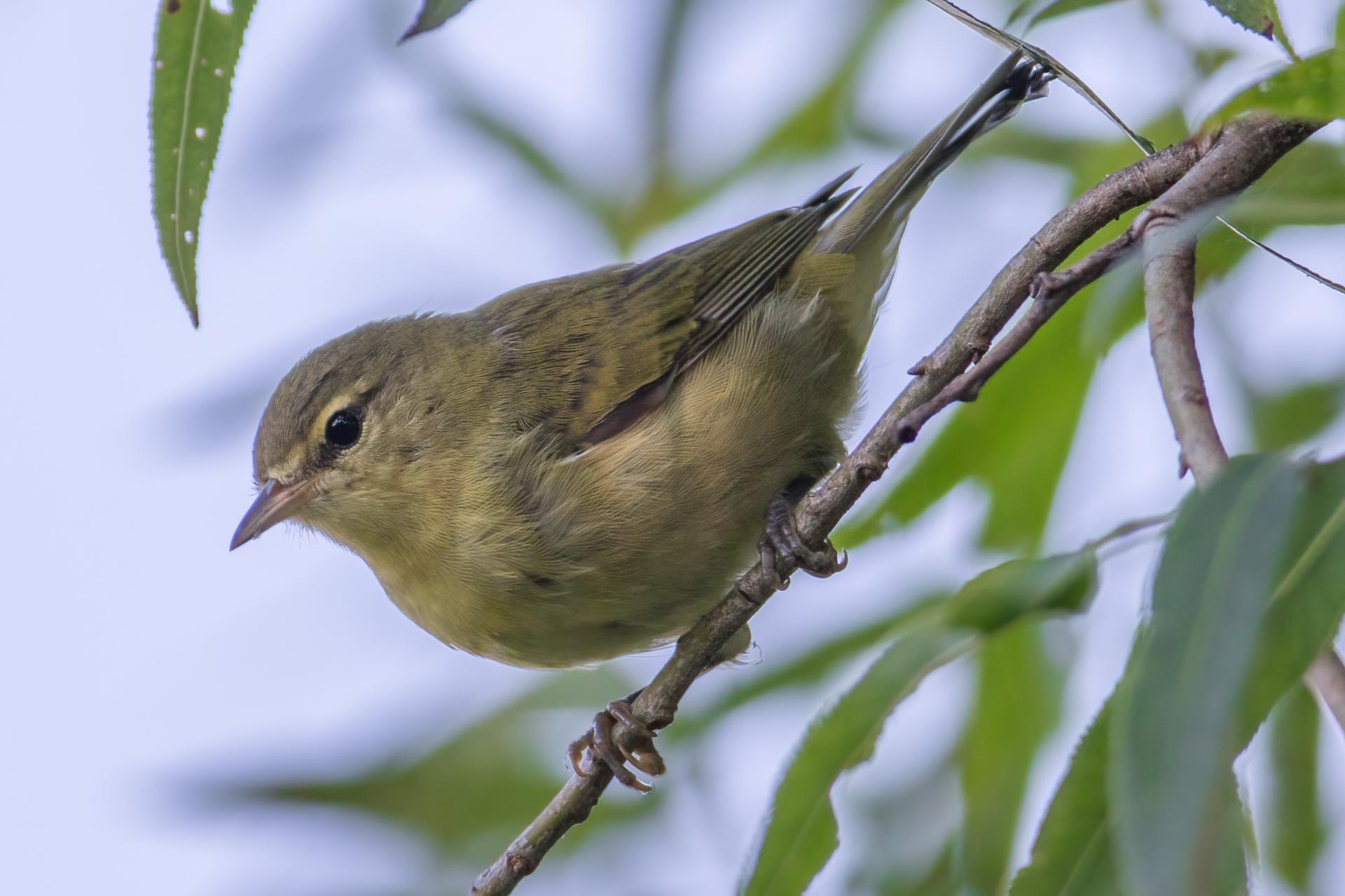 paruline-obscure-Tennessee-warbler