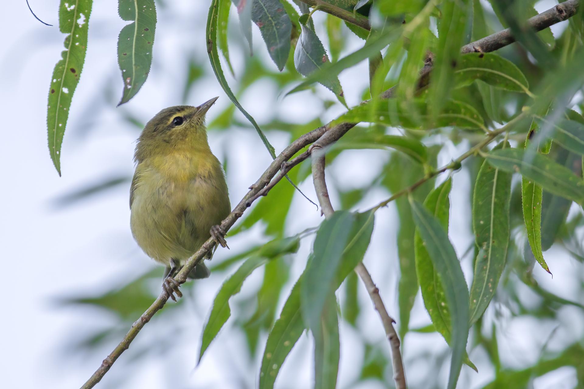 paruline-obscure-Tennessee-warbler