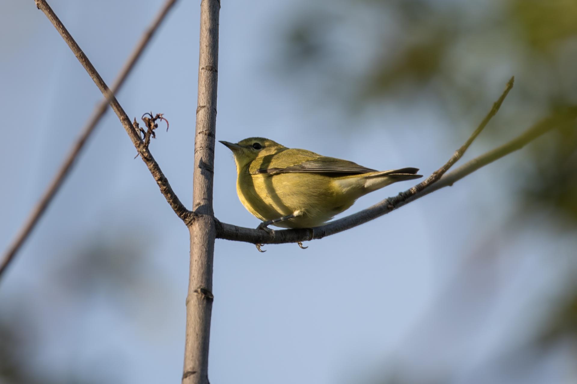 paruline-obscure-Tennessee-warbler