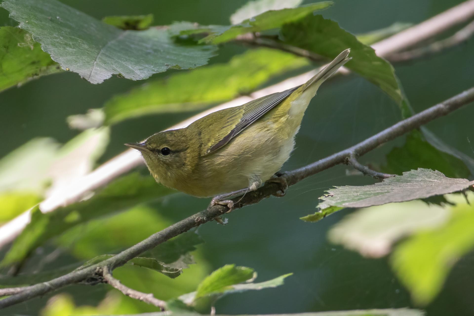 paruline-obscure-Tennessee-warbler