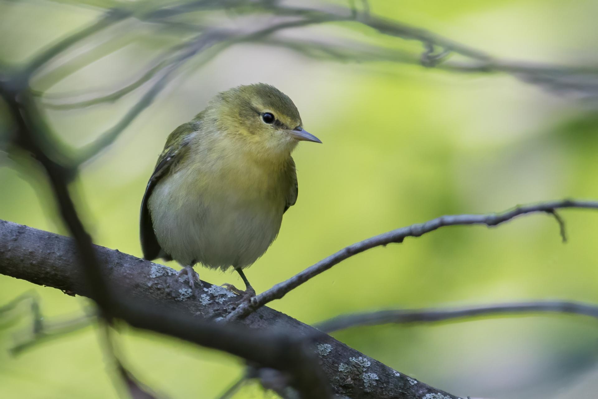 paruline-obscure-Tennessee-warbler