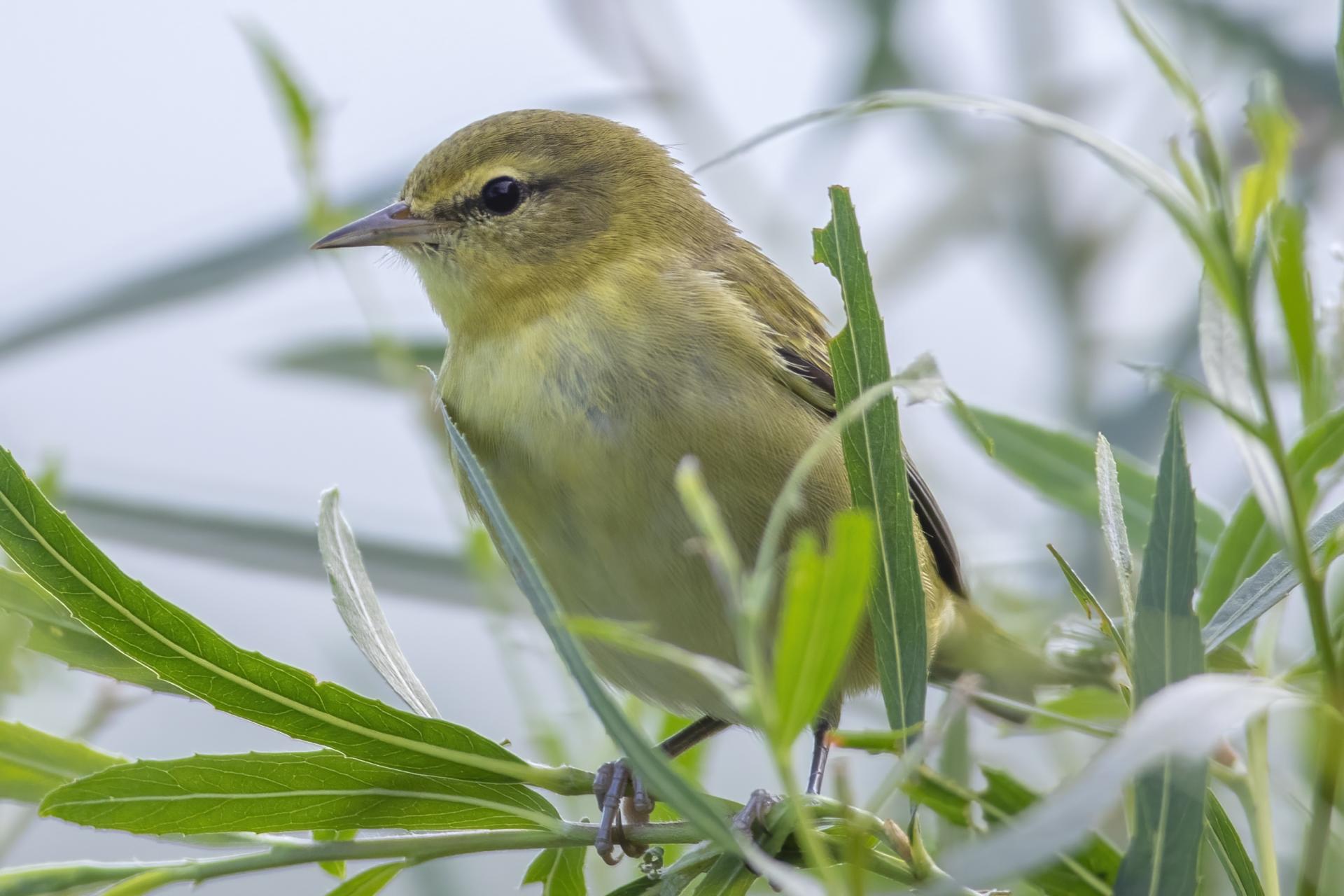 paruline-obscure-Tennessee-warbler