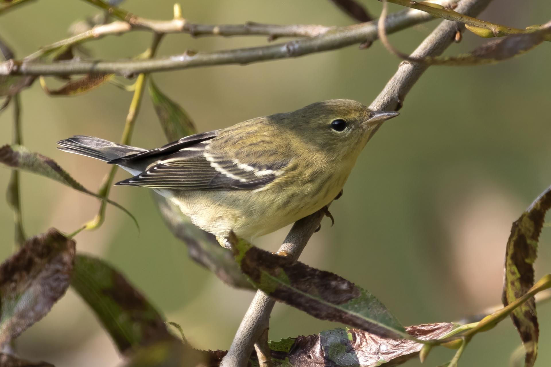 paruline-rayee-blackpoll-warbler