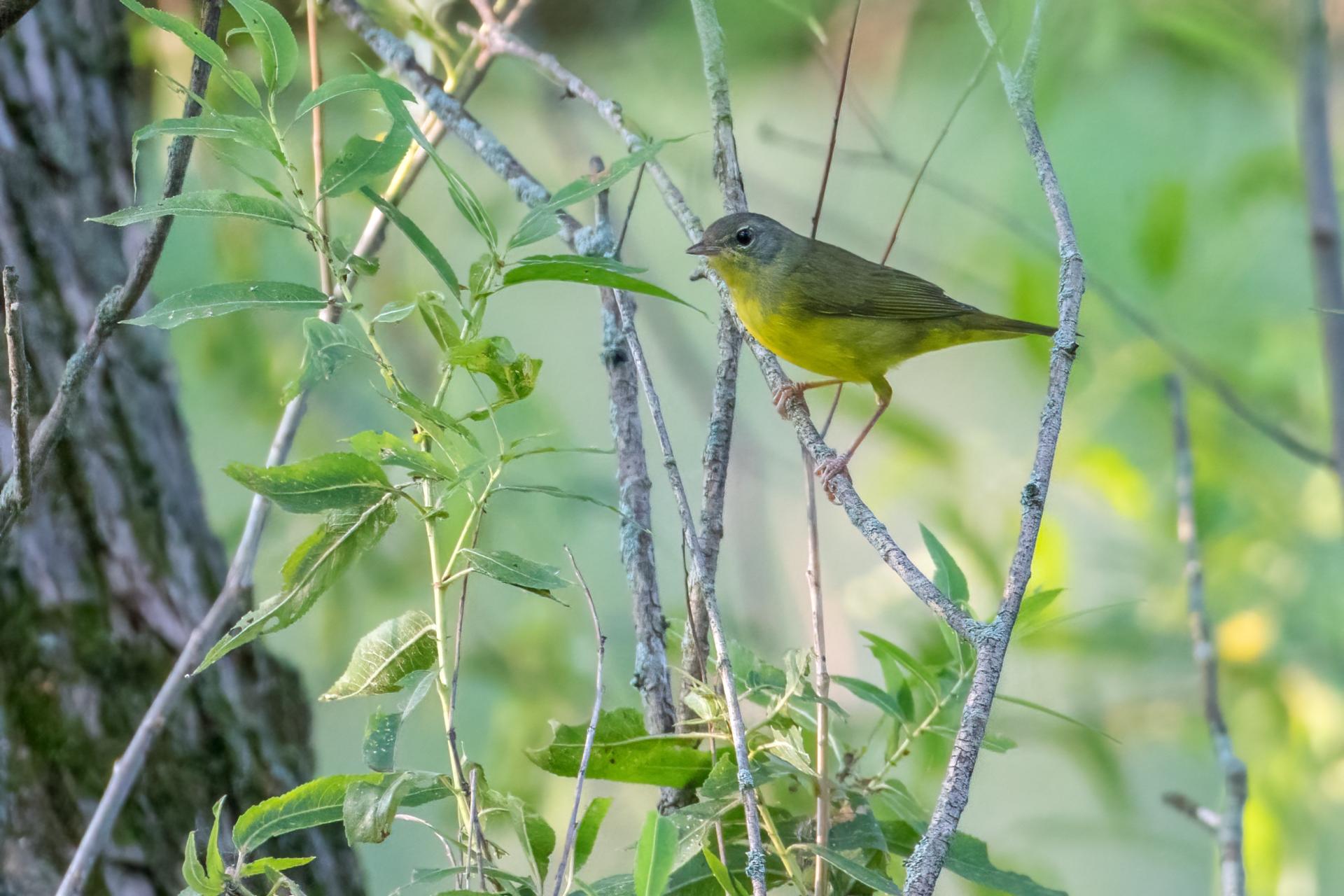 paruline-triste-mourning-warbler