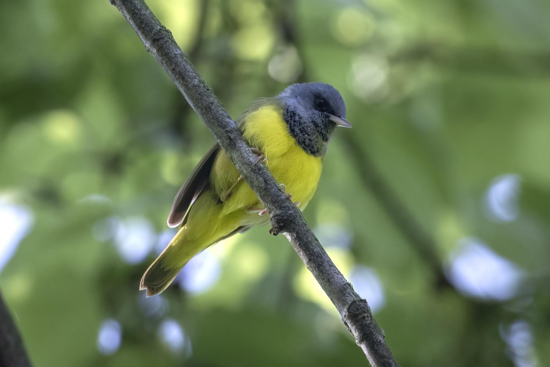 paruline-triste-mourning-warbler