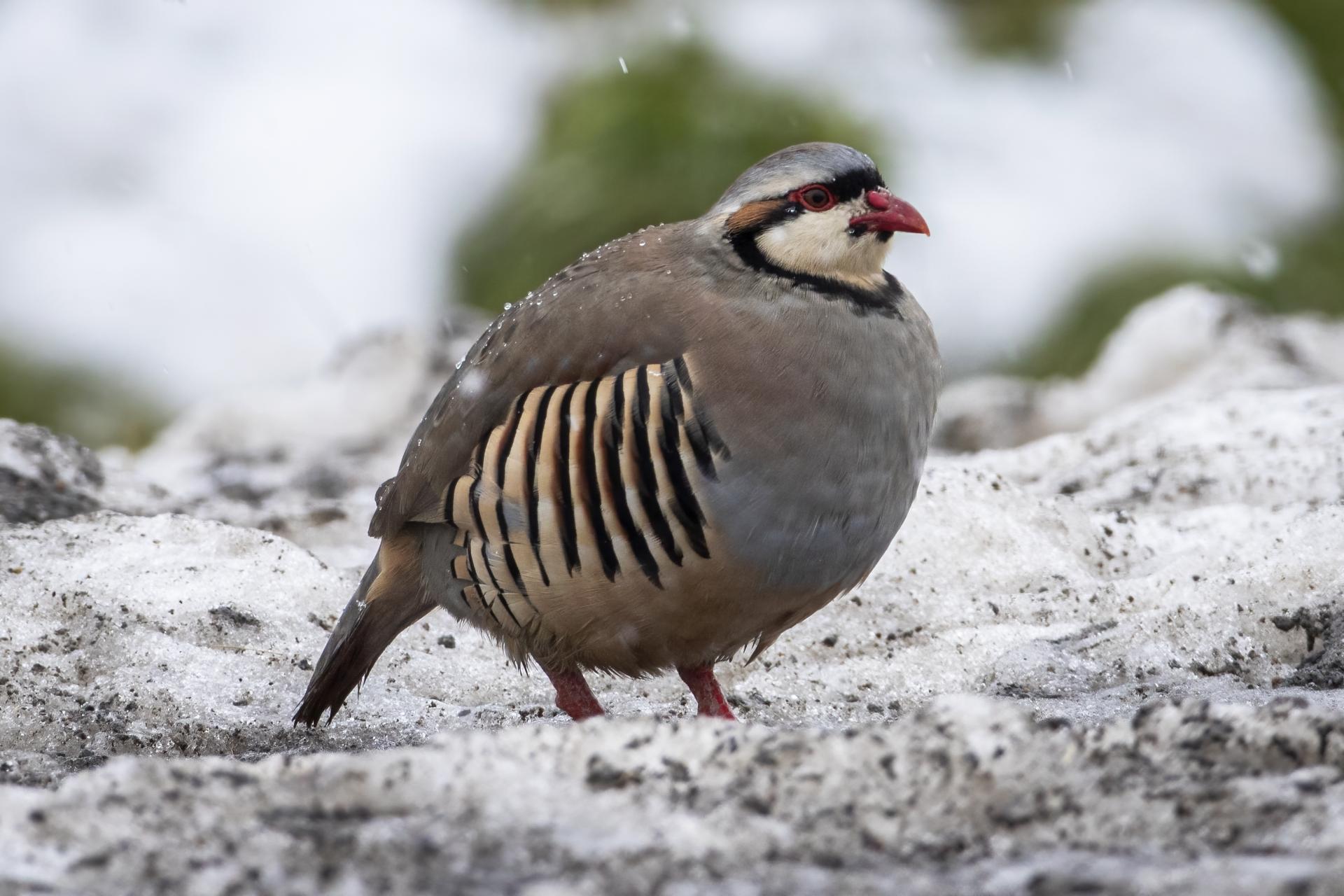 perdrix-choukar-chukar-partridge
