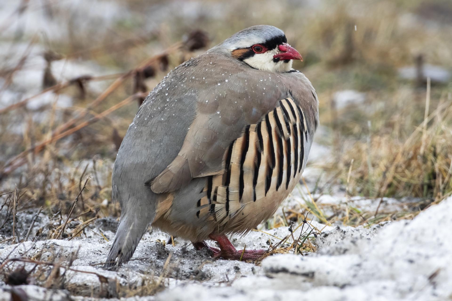 perdrix-choukar-chukar-partridge