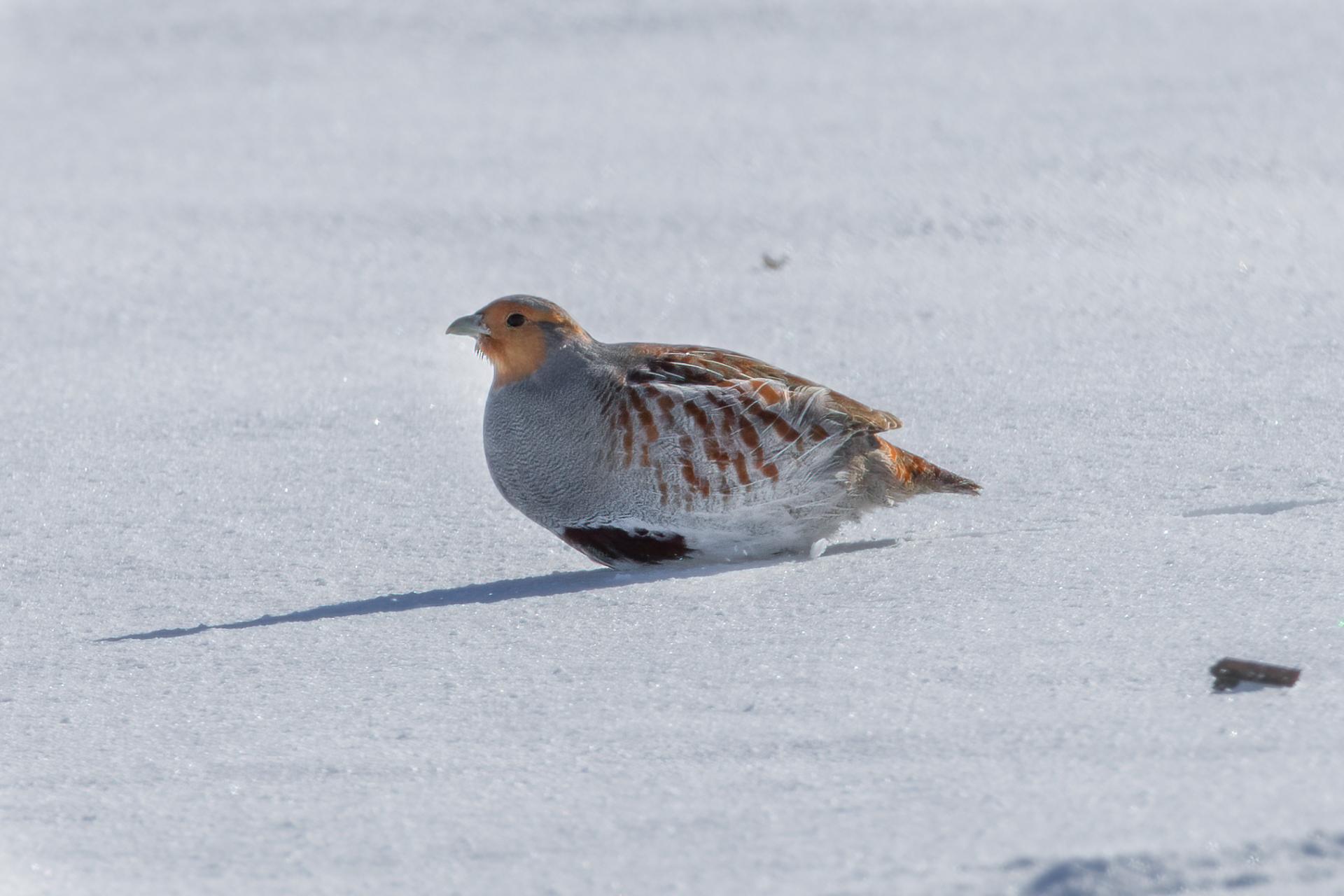 perdrix-grise-gray-partridge