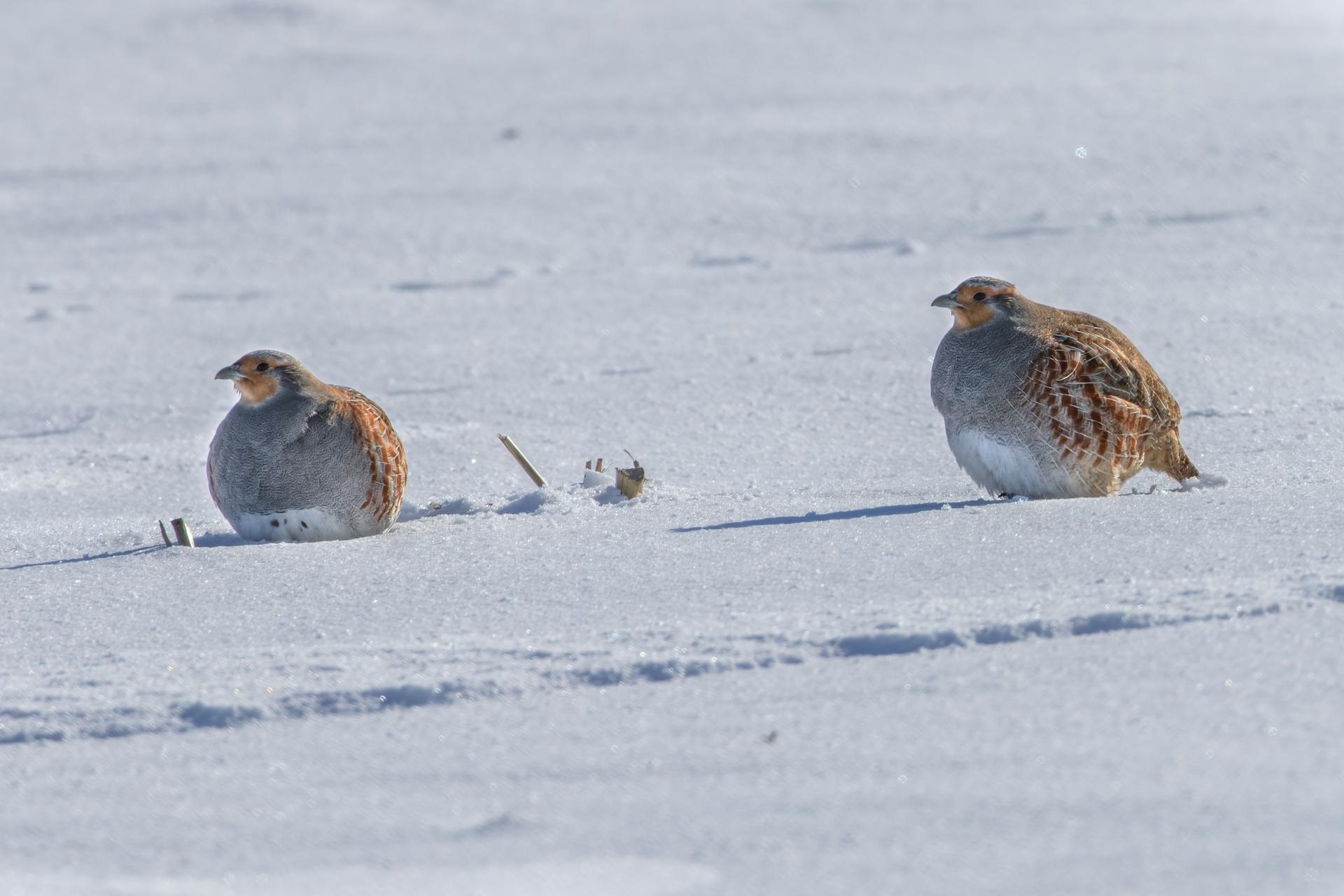 perdrix-grise-gray-partridge